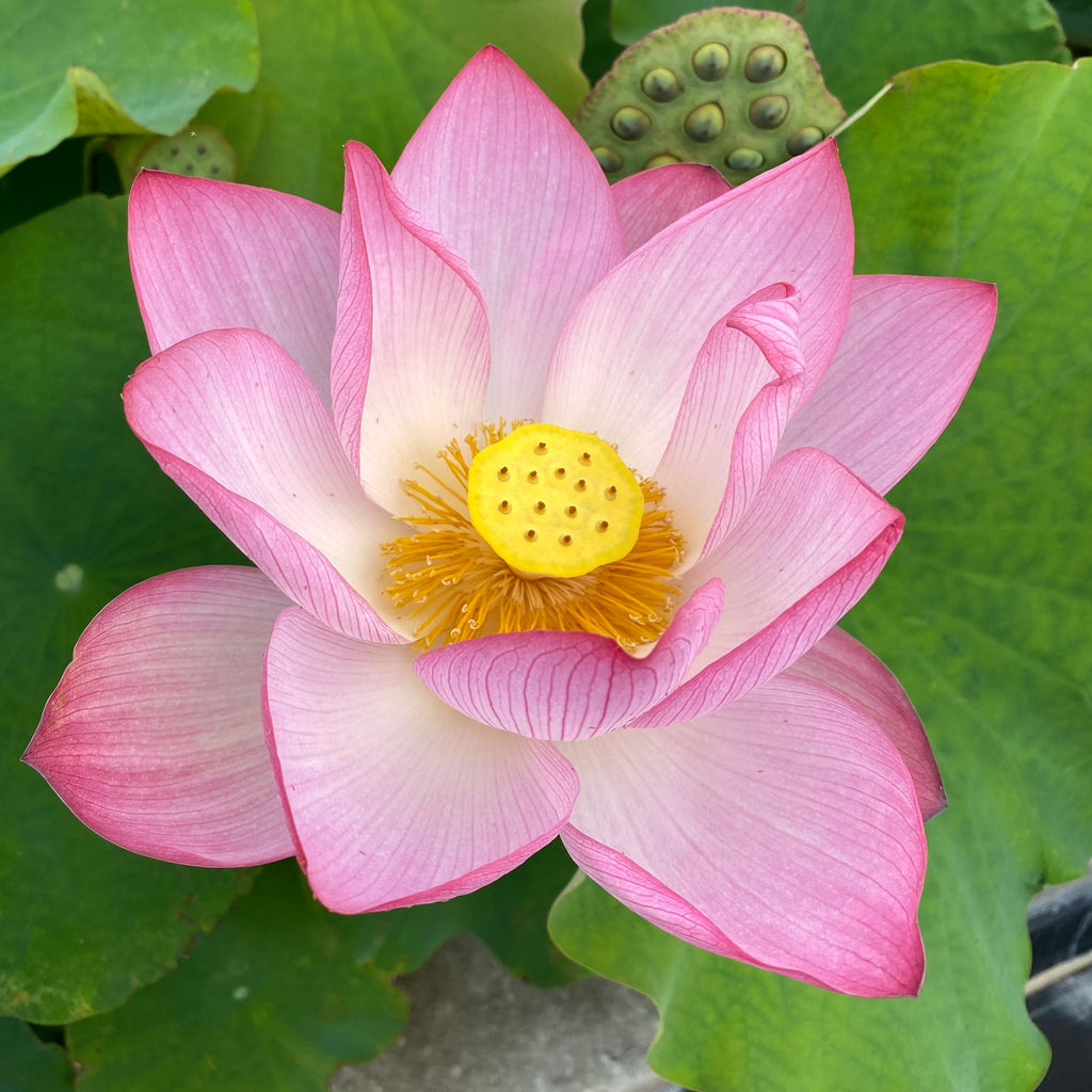 Jianxuan 17 - Gorgeous Flowers, Delicious Seeds! - Ten Mile Creek Nursery