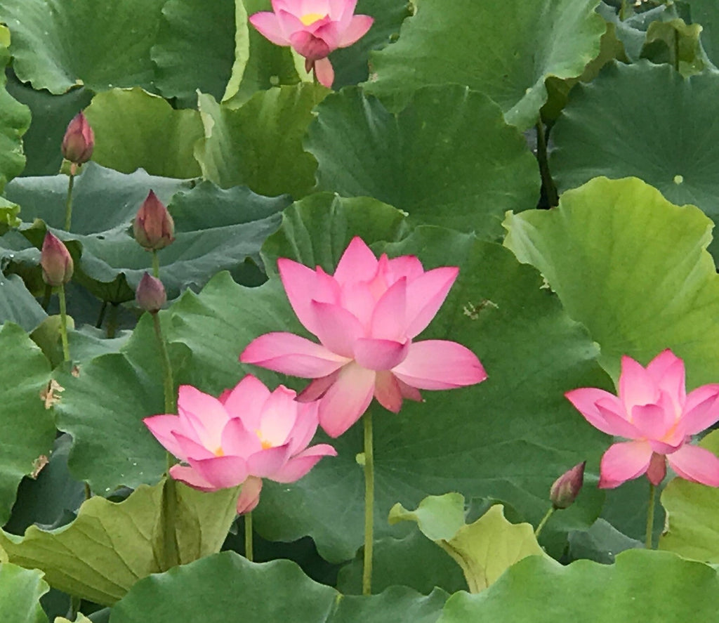 Jianxuan 17 - Gorgeous Flowers, Delicious Seeds! - Ten Mile Creek Nursery