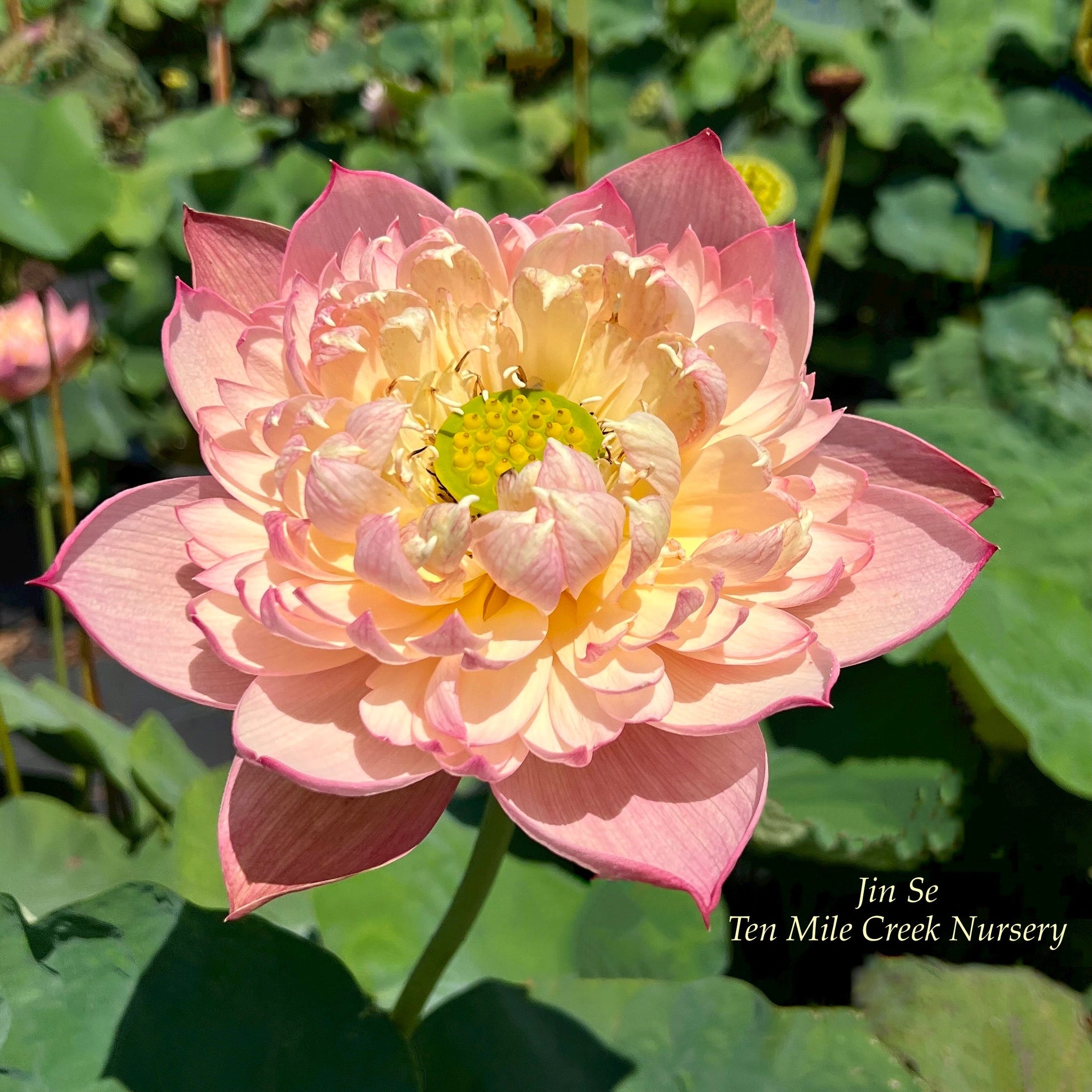 花 Shiki Lotus Color of Brocade | Beautiful Lotus Flower Collections – Ten Mile