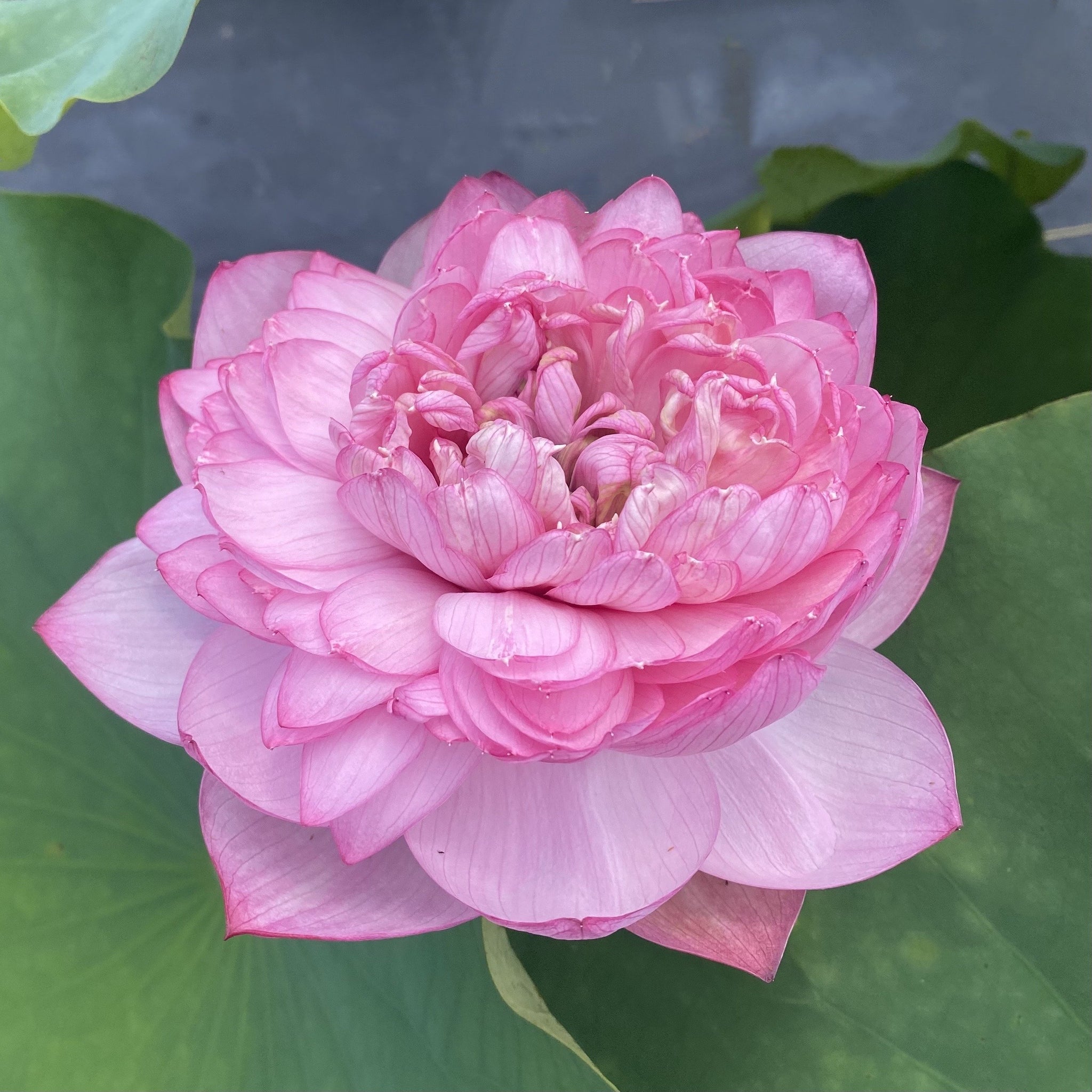 Lanceolate Pink | Beautiful Lotus Flower Collections – Ten Mile