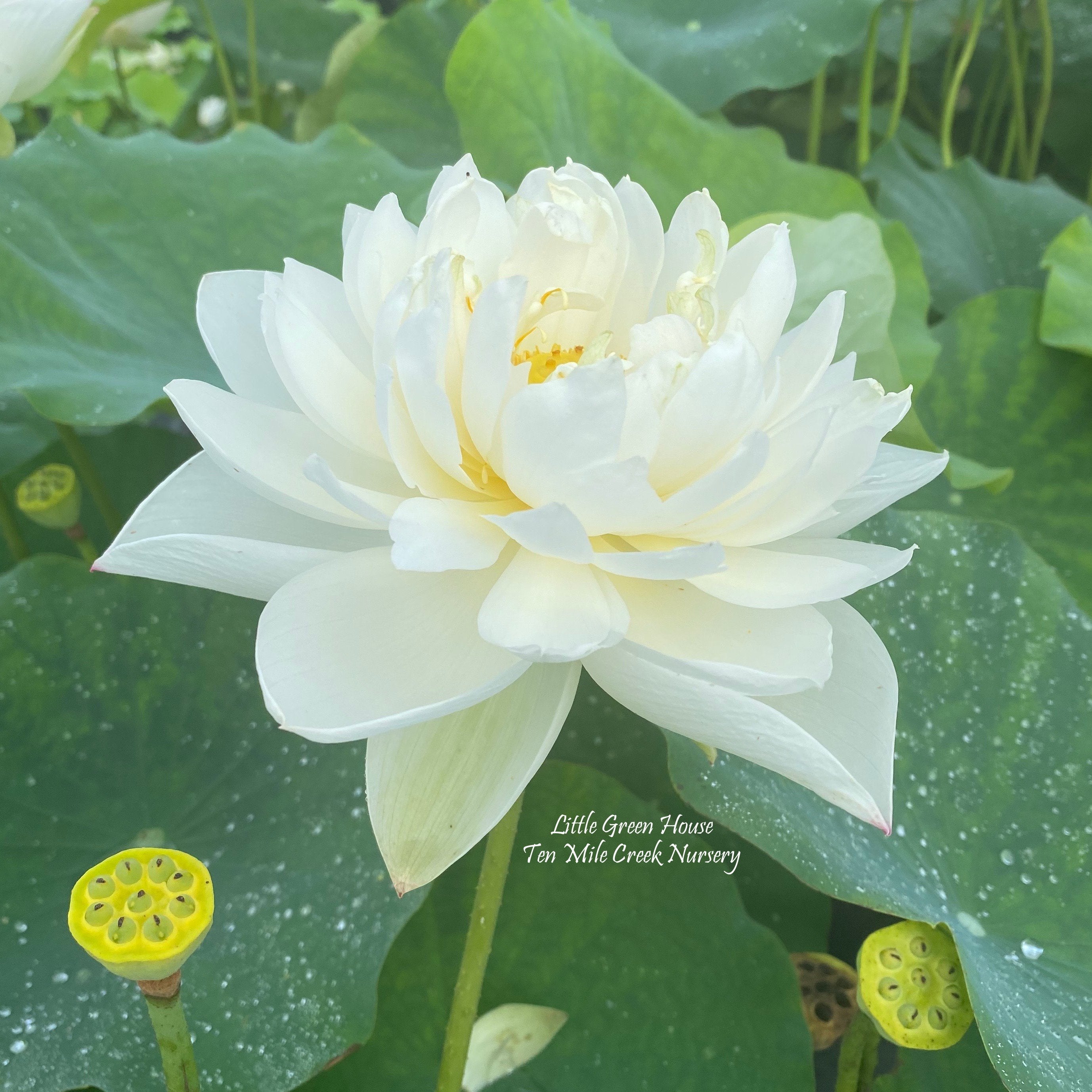 Green Star  Beautiful Lotus Flower Collections – Ten Mile Creek