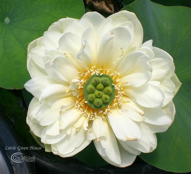 Little Green House | Beautiful Lotus Flower Collections – Ten Mile