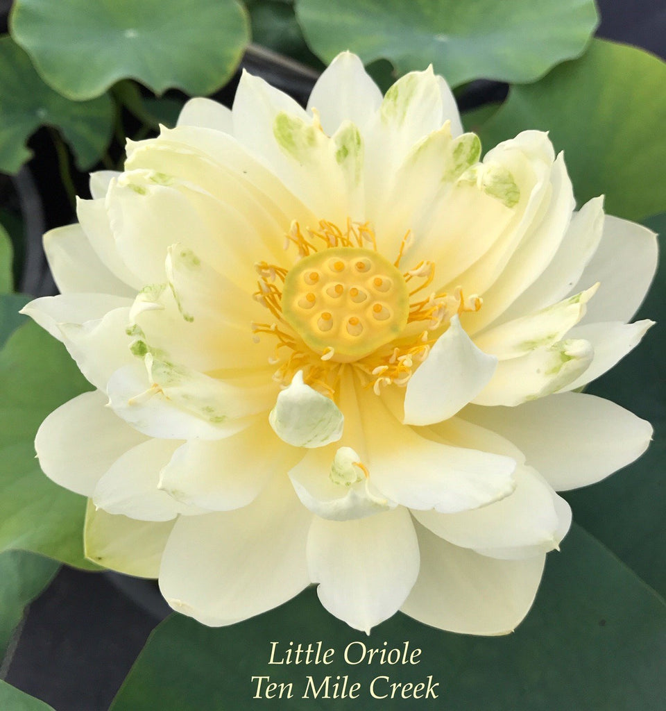 Little Oriole - Ten Mile Creek Nursery