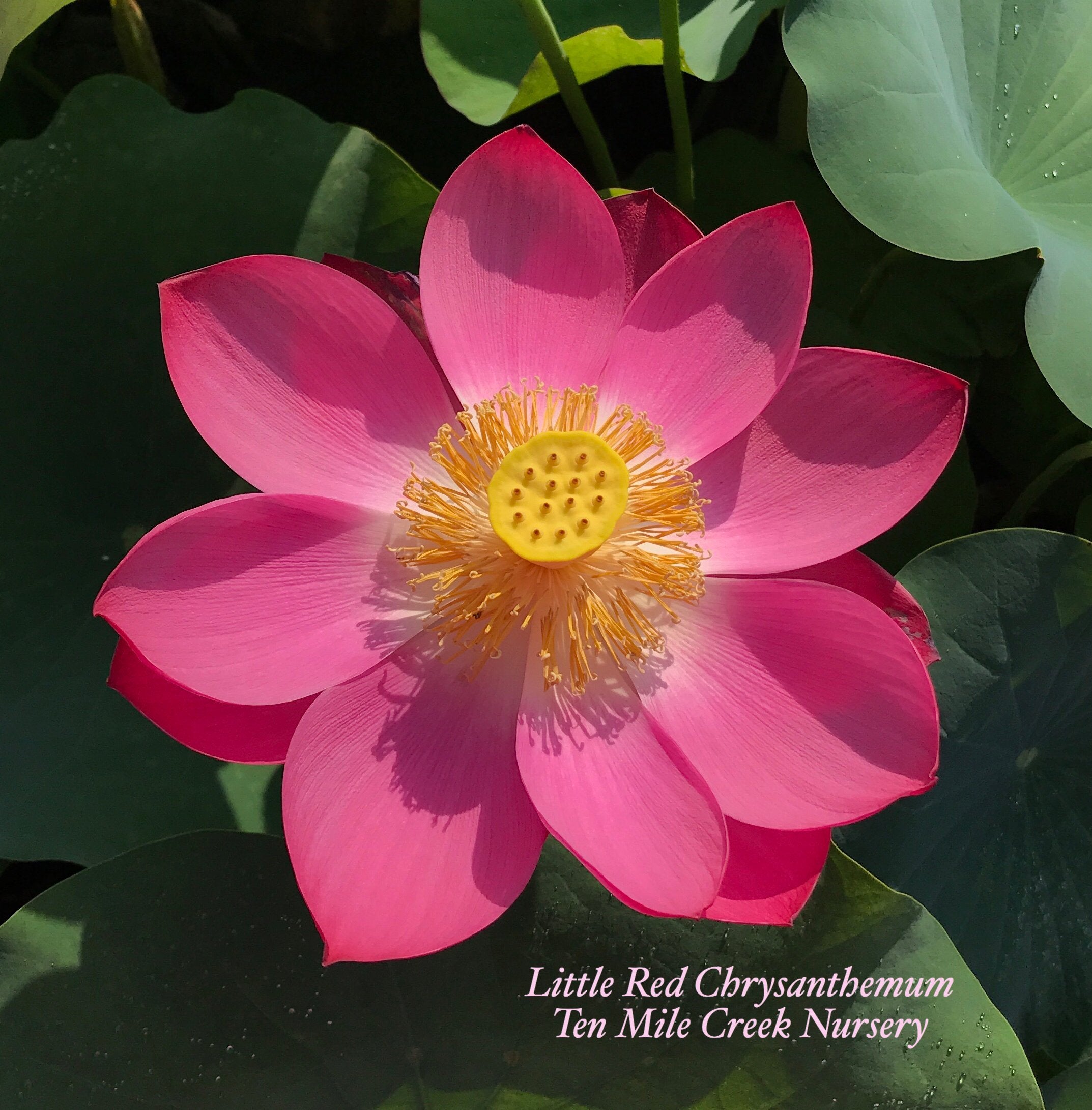 Little Red Chrysanthemum | Lotus Flower Collections Ten Mile Creek