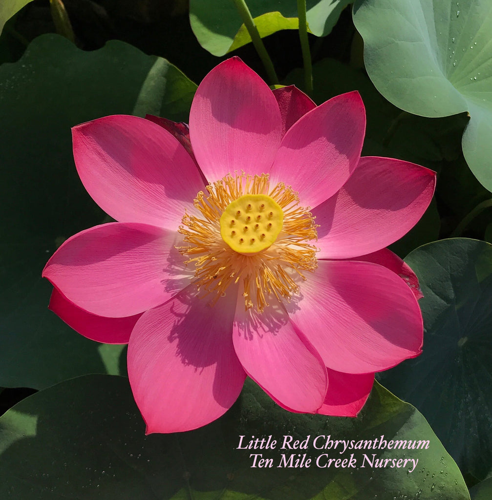 Little Red Chrysanthemum - Ten Mile Creek Nursery