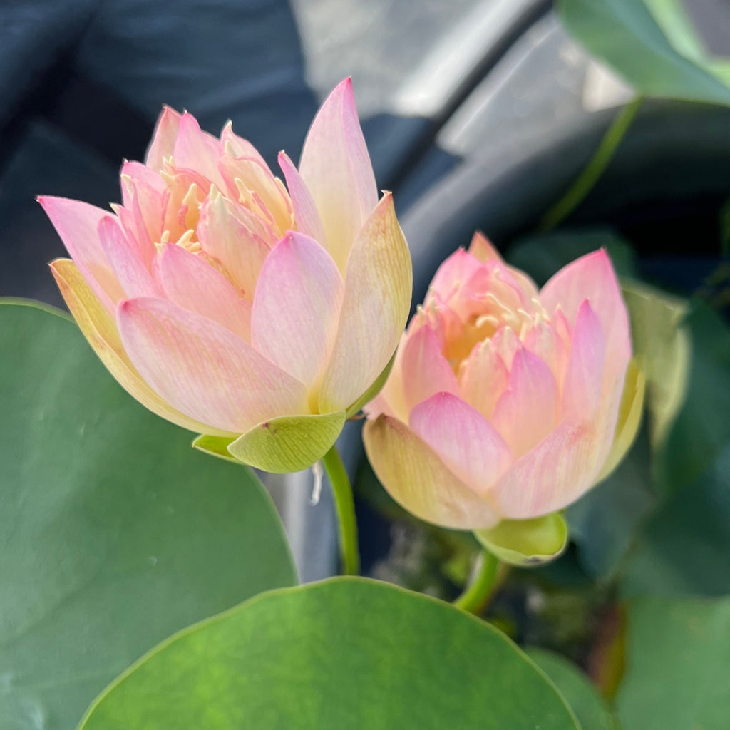 Mini Fall Lotus Dwarf or Small Lotus – Ten Mile Creek Nursery