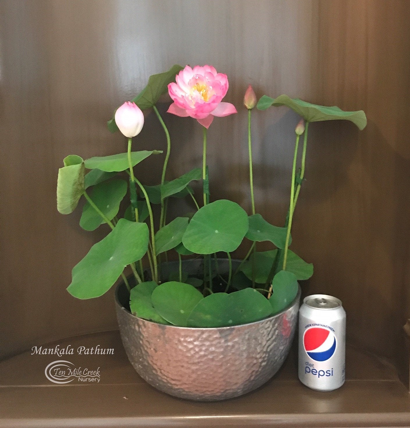 lotus pot plant Mankala pathum