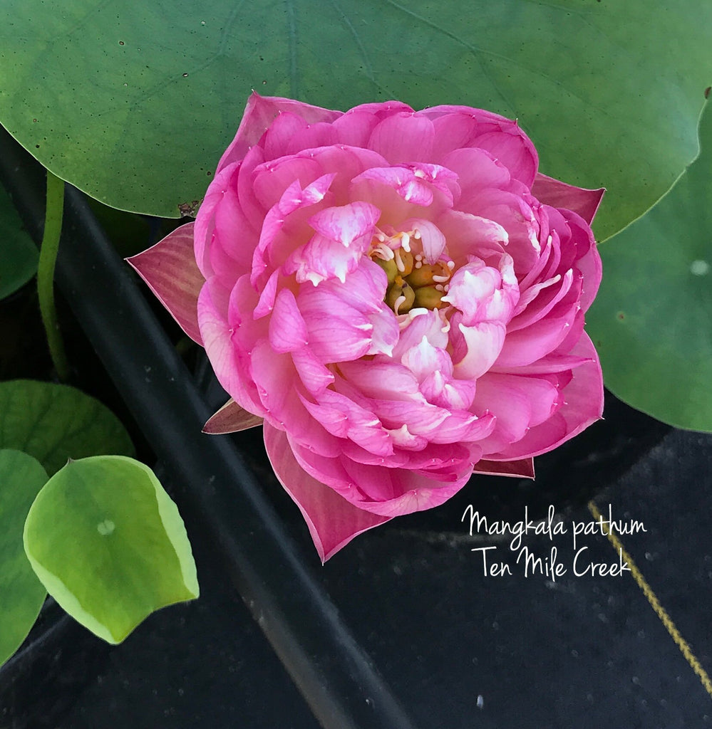 Mangala patum - The BEST Exquisite of Bowl Lotus! - Ten Mile Creek Nursery