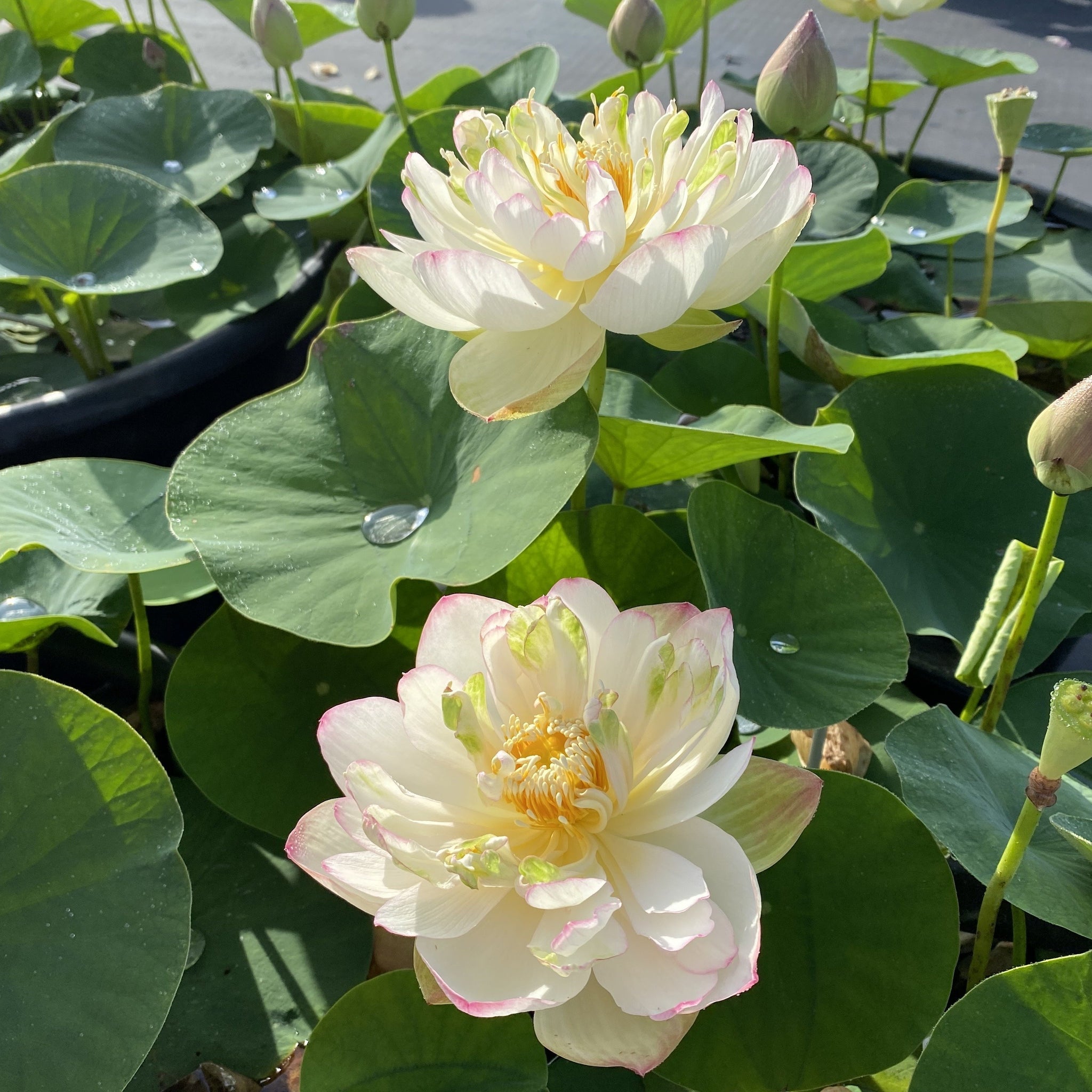 Nanjing Love 16 | Beautiful Lotus Flower Collections – Ten Mile