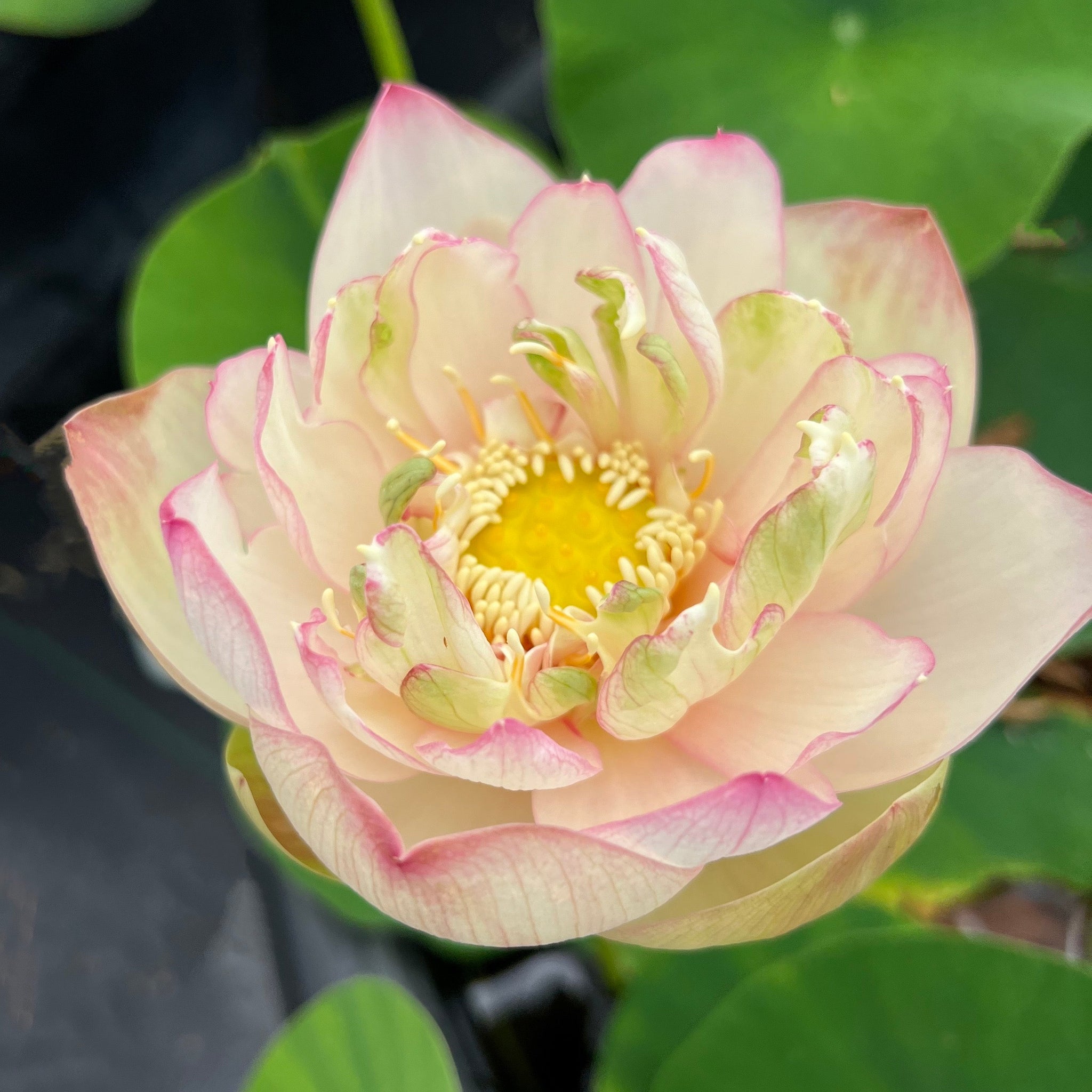Nanjing Love 16 | Beautiful Lotus Flower Collections – Ten Mile