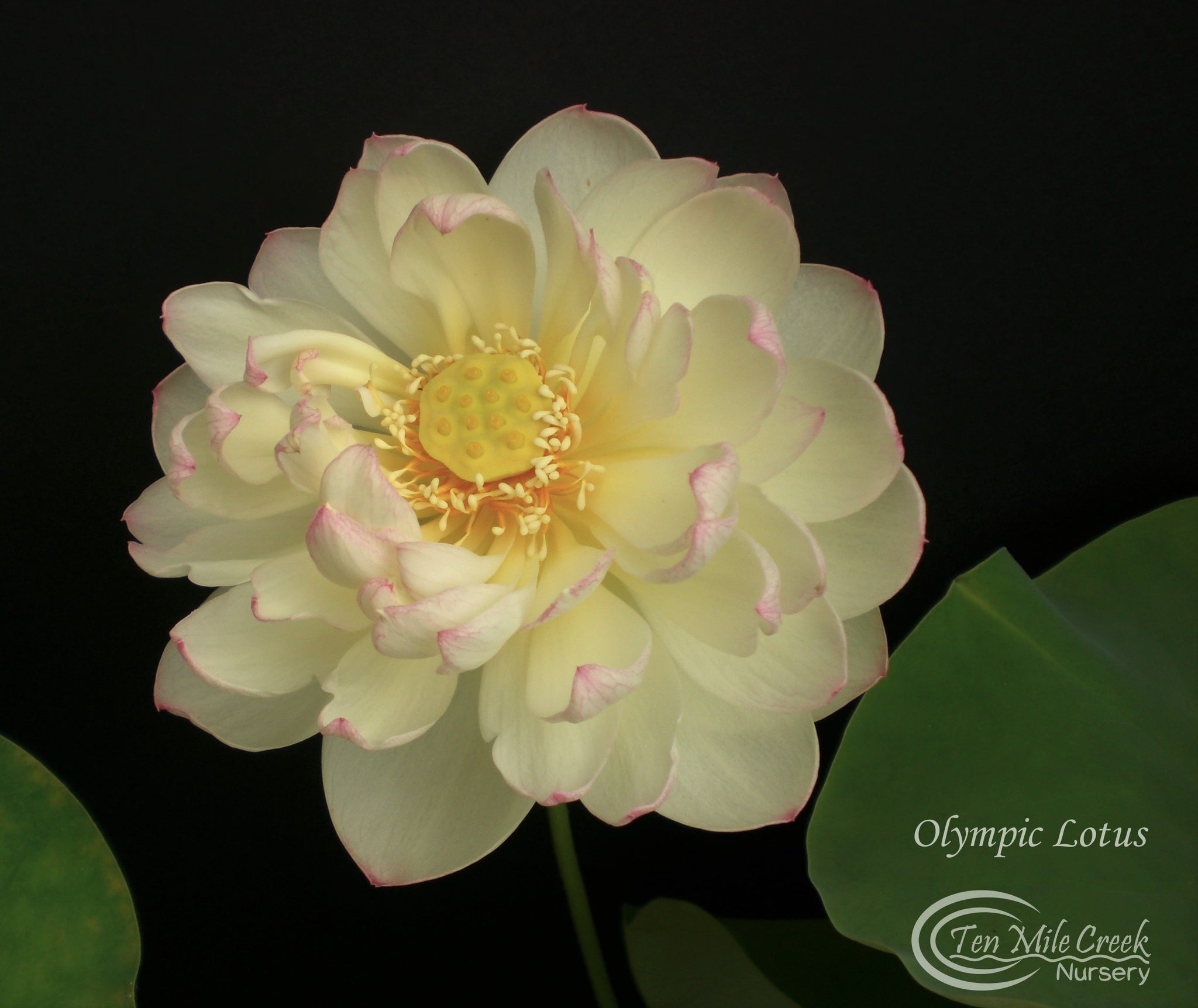 Olympic Lotus | Beautiful Lotus Flower Collections – Ten Mile