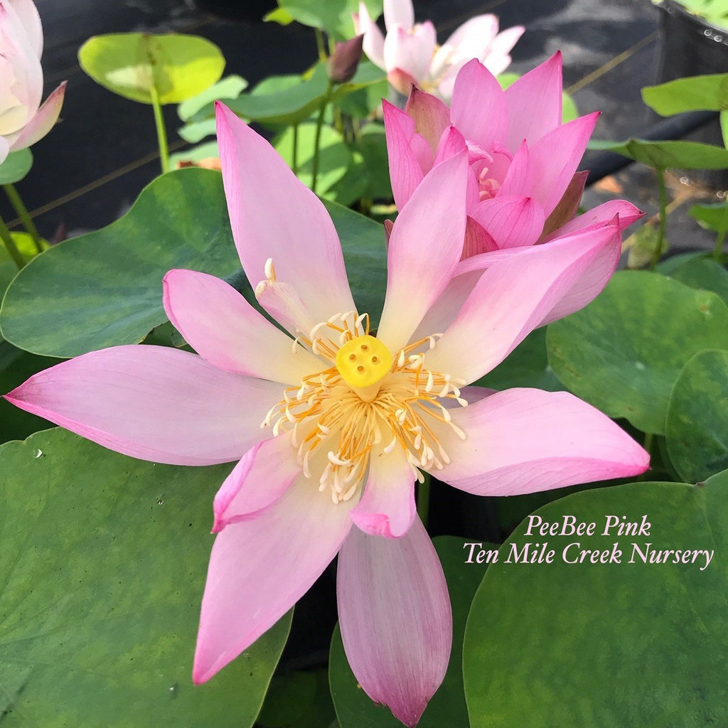 PeeBee Pink Mini Lotus - Ten Mile Creek Nursery