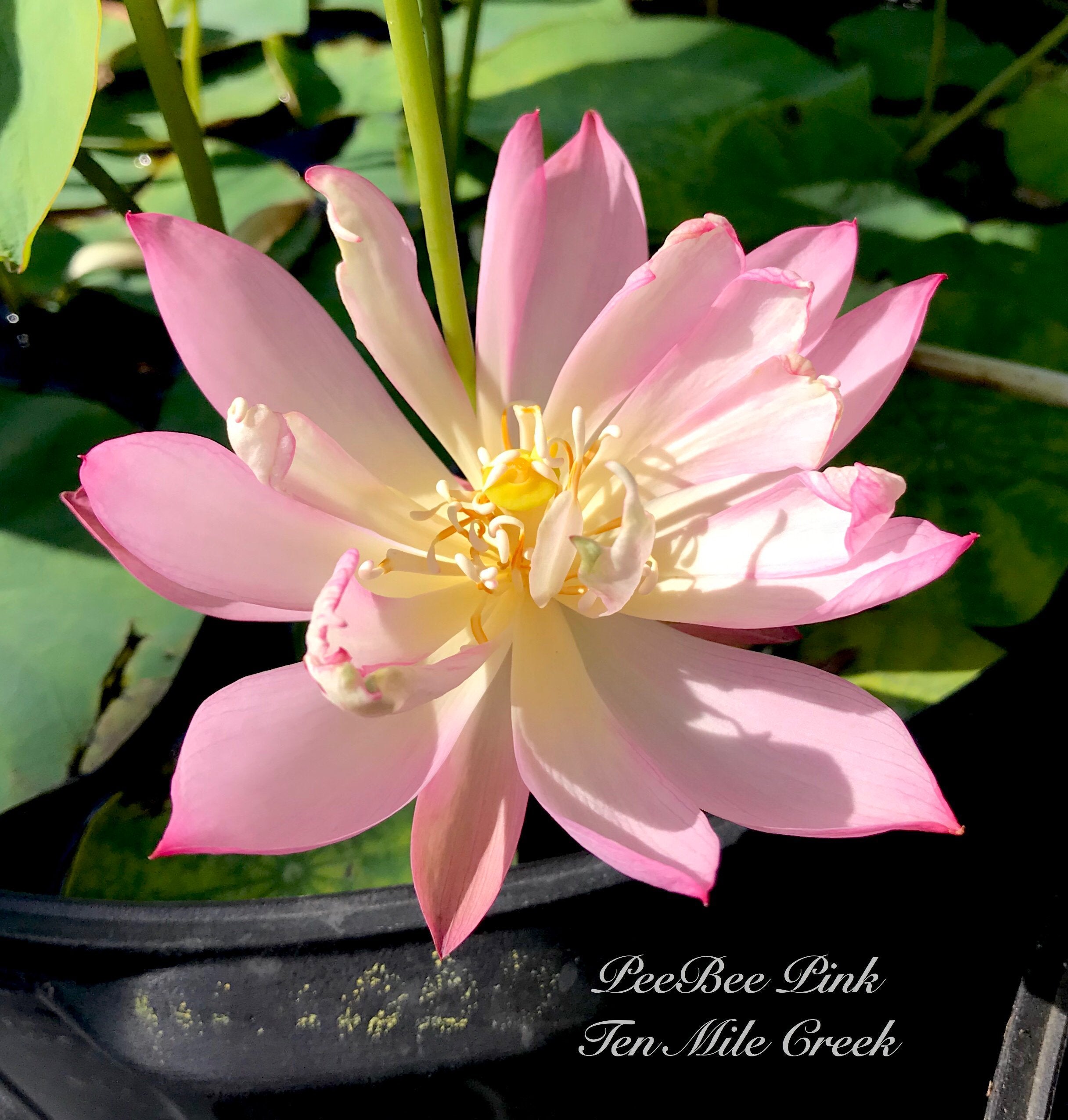 Mini Fall Lotus PeeBee Pink Mini Lotus | Beautiful Lotus Flower Collections – Ten Mile ...