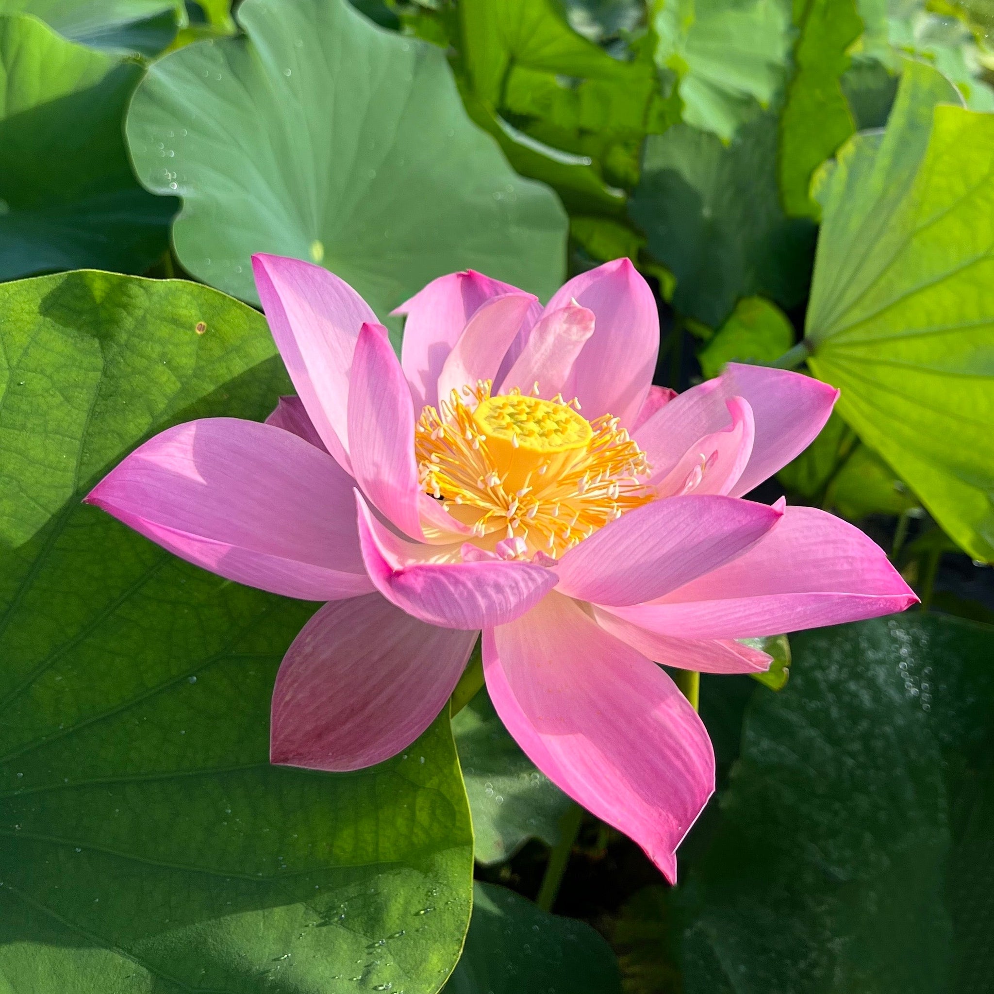 pink lotus succulent Pink-A-Licious