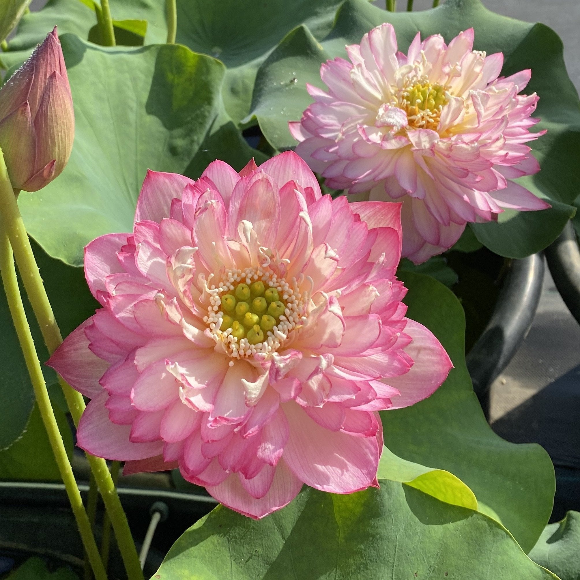 Pink Lady - Loaded with Flowers! – Ten Mile Creek Nursery