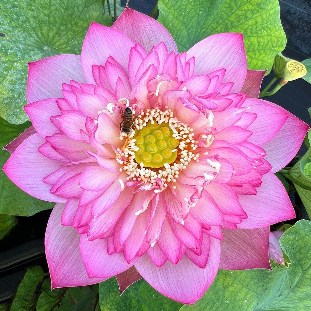 Pink Lady - Loaded with Flowers! - Ten Mile Creek Nursery