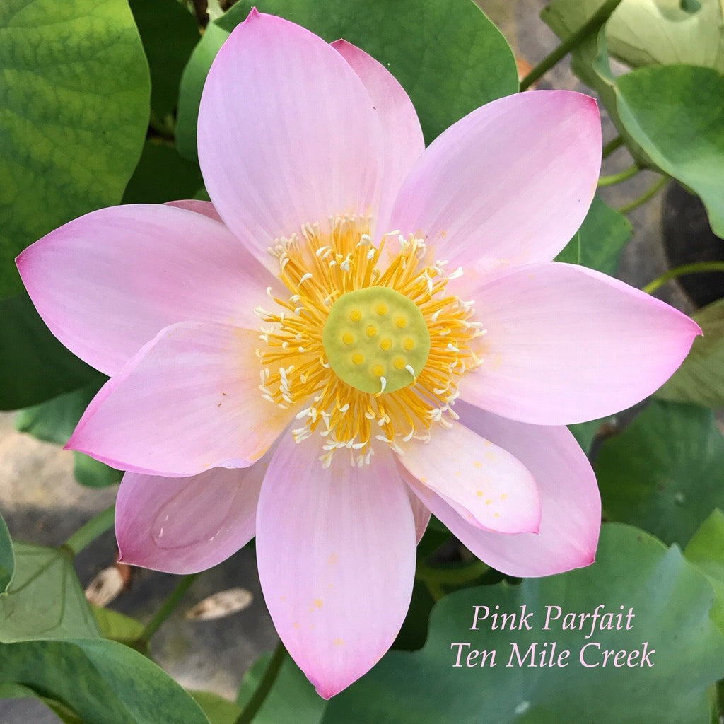 Pink Parfait - Ten Mile Creek Nursery