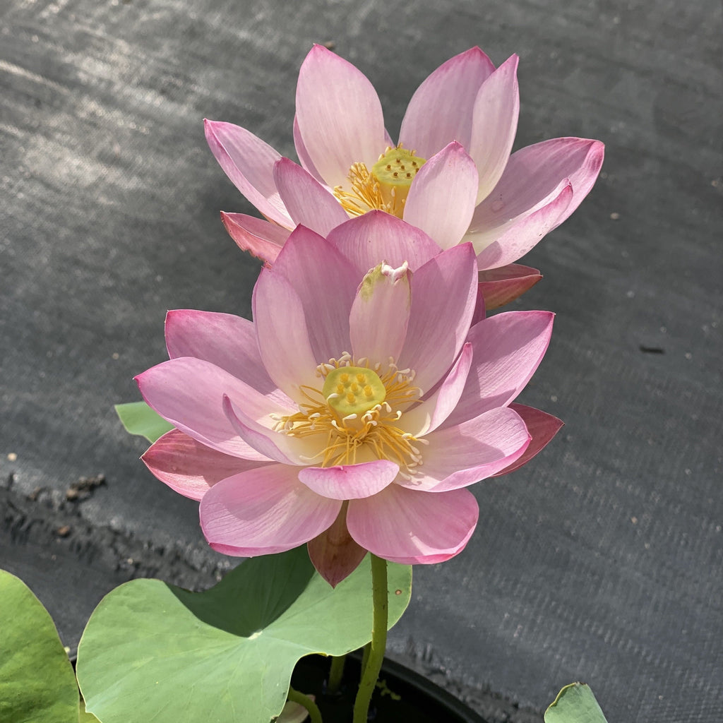Mini Fall Lotus Dwarf or Small Lotus – Ten Mile Creek Nursery