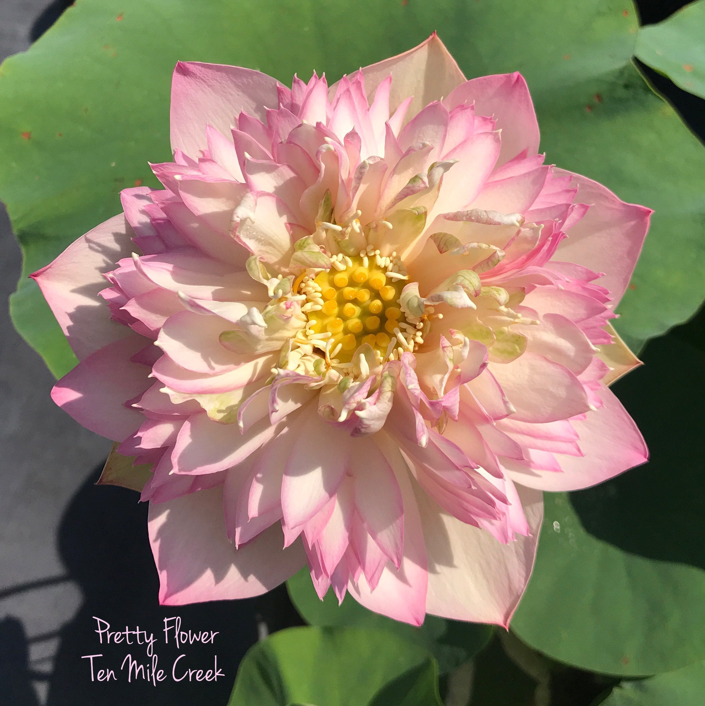 Blushing Bride  Beautiful Lotus Flower Collections – Ten Mile Creek Nursery