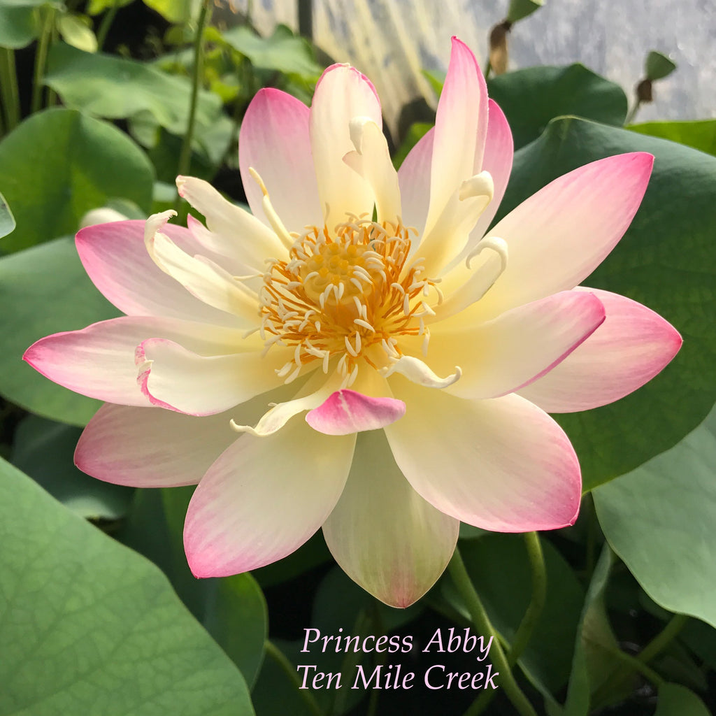 Princess Abby of Ten Mile Creek - Ten Mile Creek Nursery