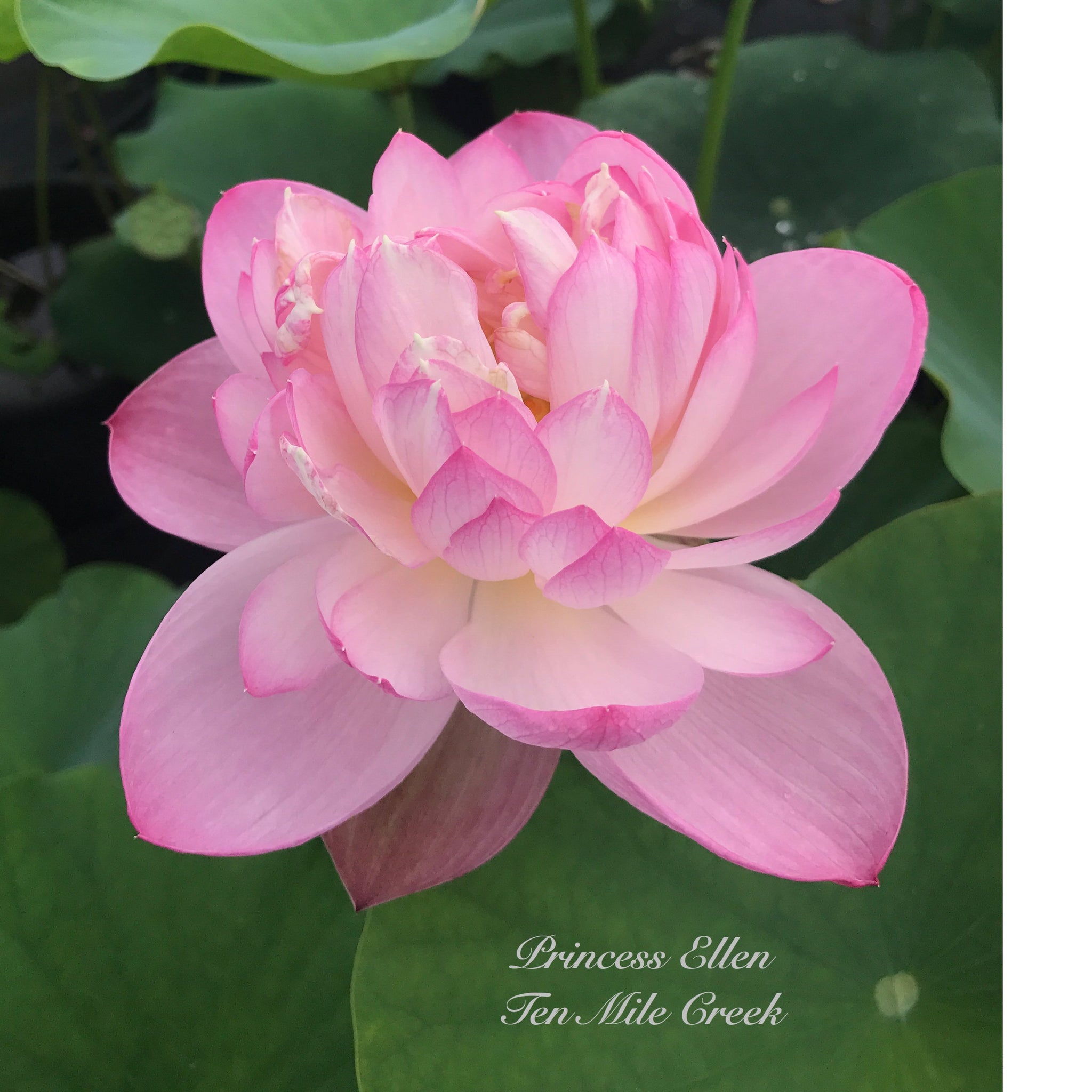 Princess Ellen of Ten Mile Creek | Beautiful Lotus Flower