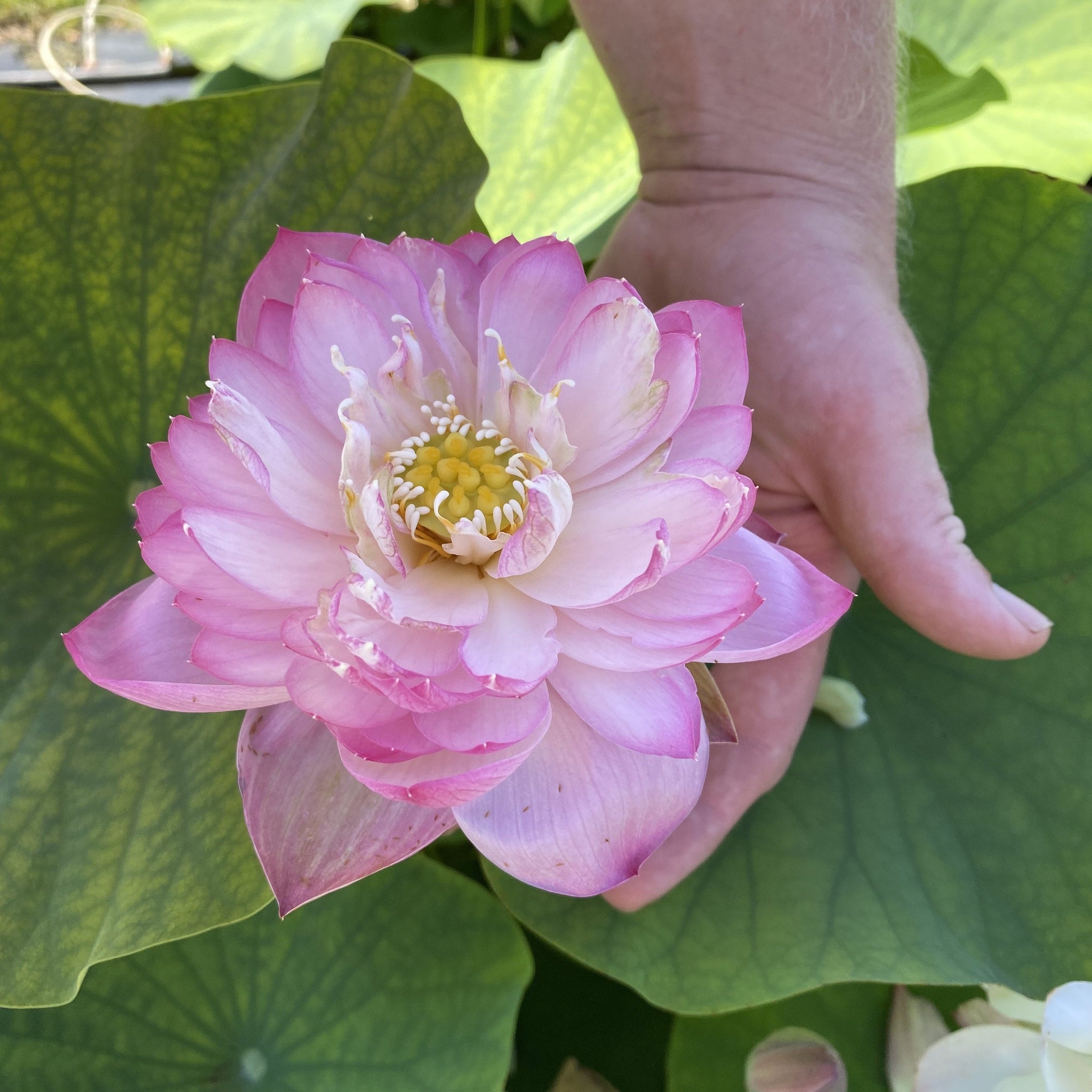 Princess Ellen of Ten Mile Creek | Beautiful Lotus Flower