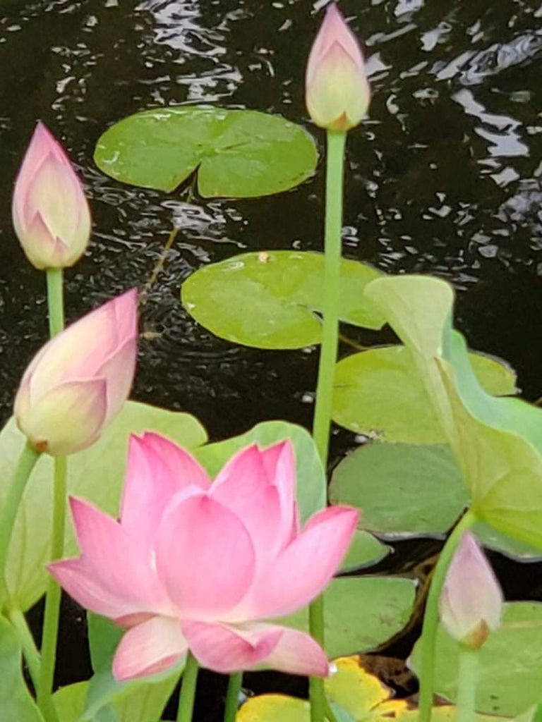 Green Star  Beautiful Lotus Flower Collections – Ten Mile Creek Nursery