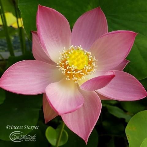 Princess Harper of Ten Mile Creek  Beautiful Lotus Flower Collections –  Ten Mile Creek Nursery