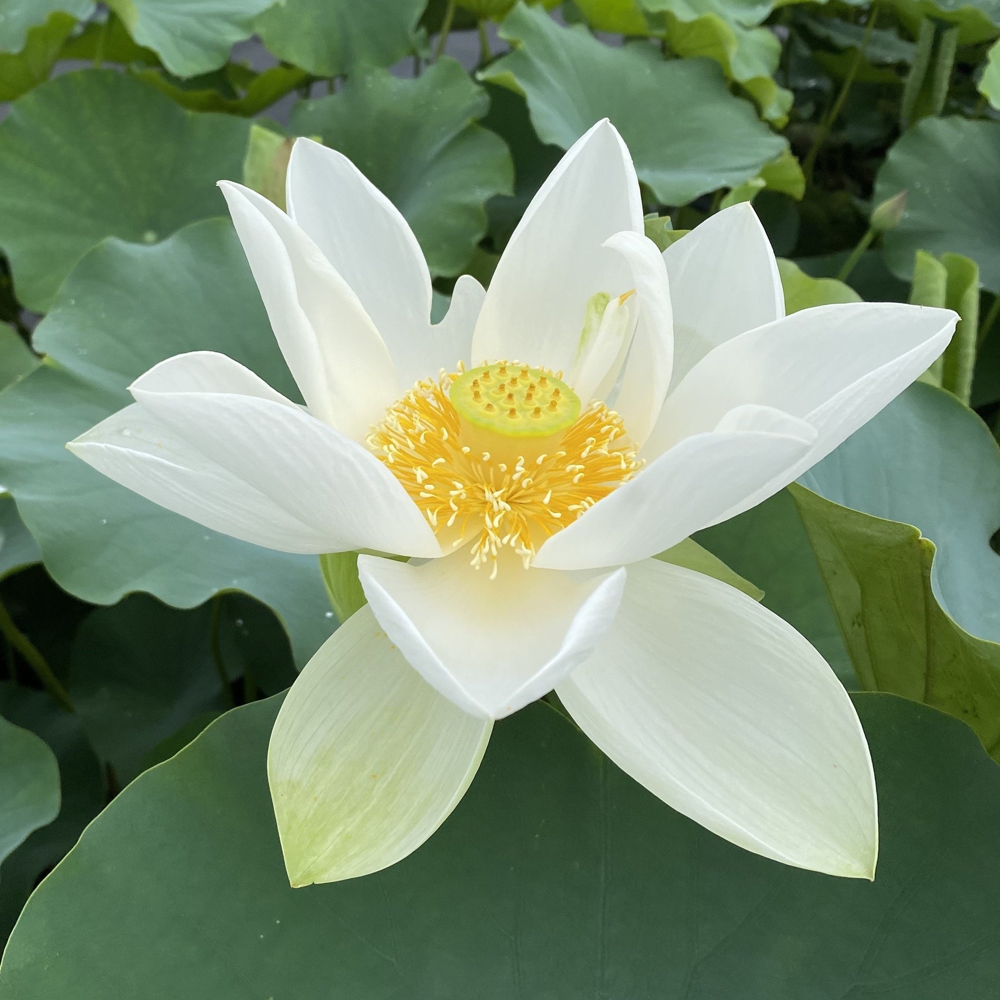 Princess Kennedy of Ten Mile Creek | Beautiful Lotus Flower