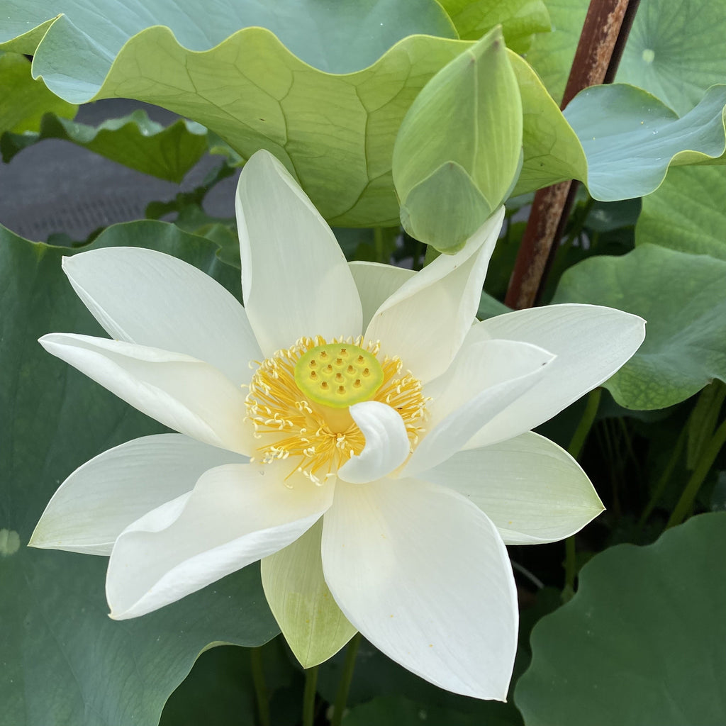Princess Kennedy of Ten Mile Creek -The Perfect White Classic Lotus! - Ten Mile Creek Nursery