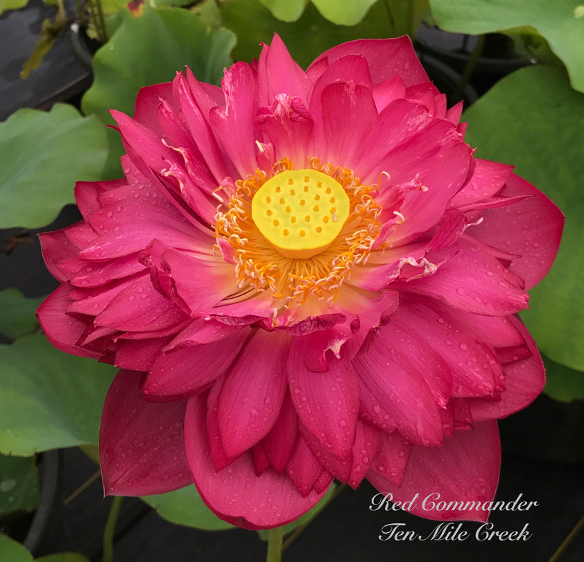 Red Commander | Beautiful Lotus Flower Collections – Ten Mile Creek Nursery