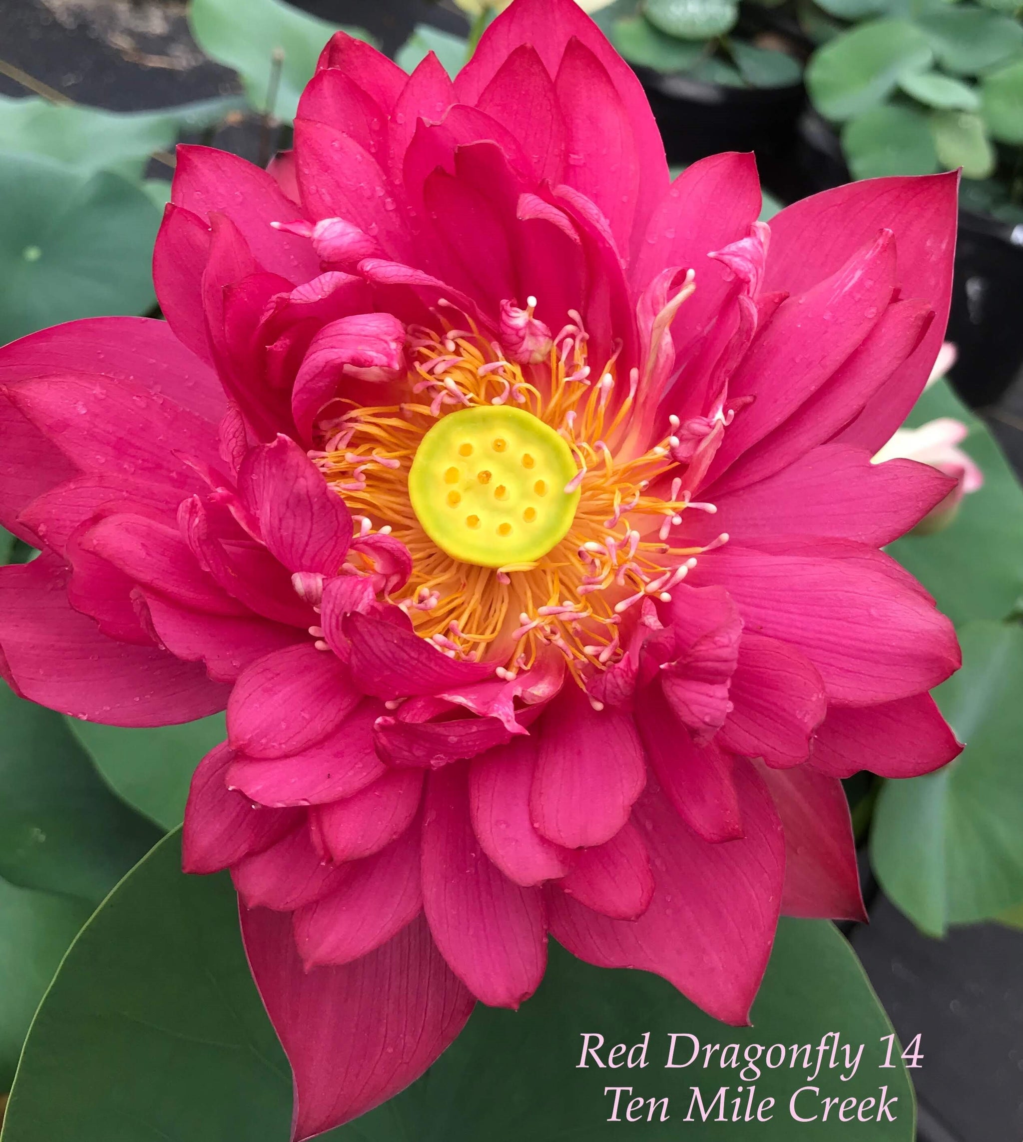 Red Dragonfly 14 | Beautiful Lotus Flower Collections – Ten Mile