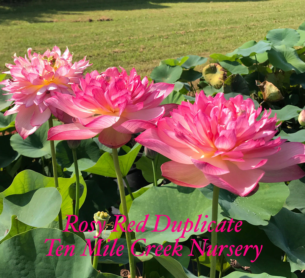 Rosy Red Duplicate - Ten Mile Creek Nursery