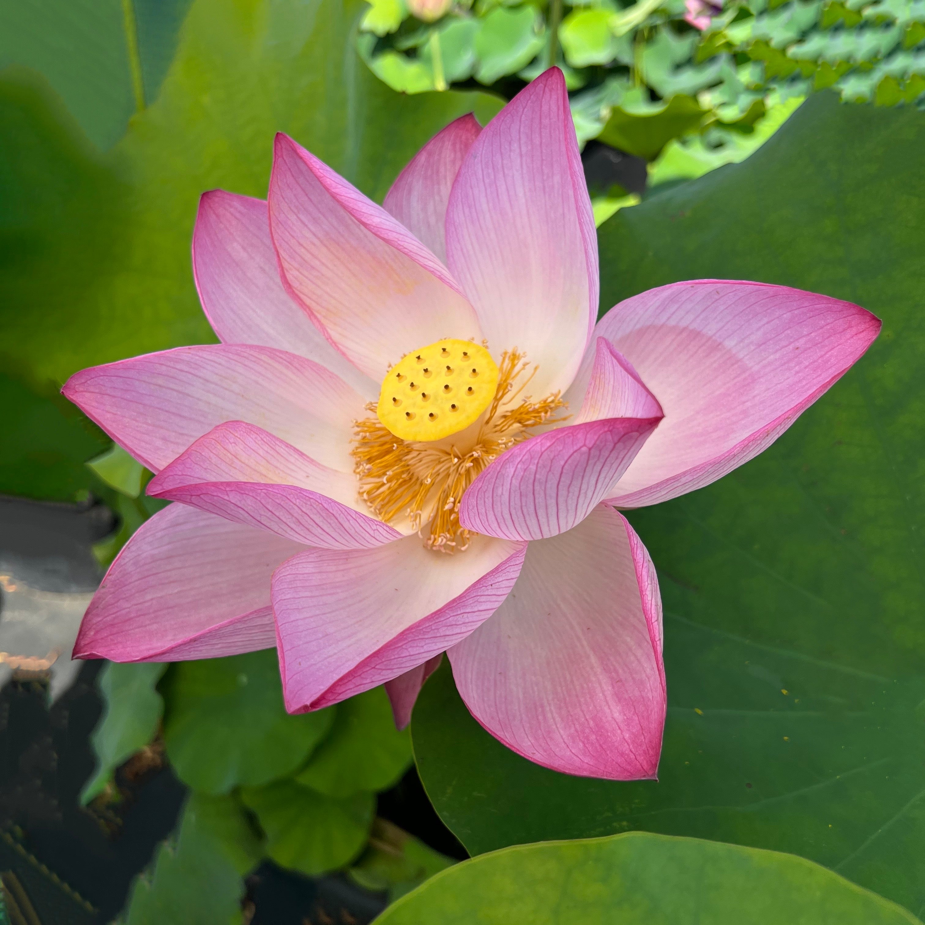 Sacred Lotus