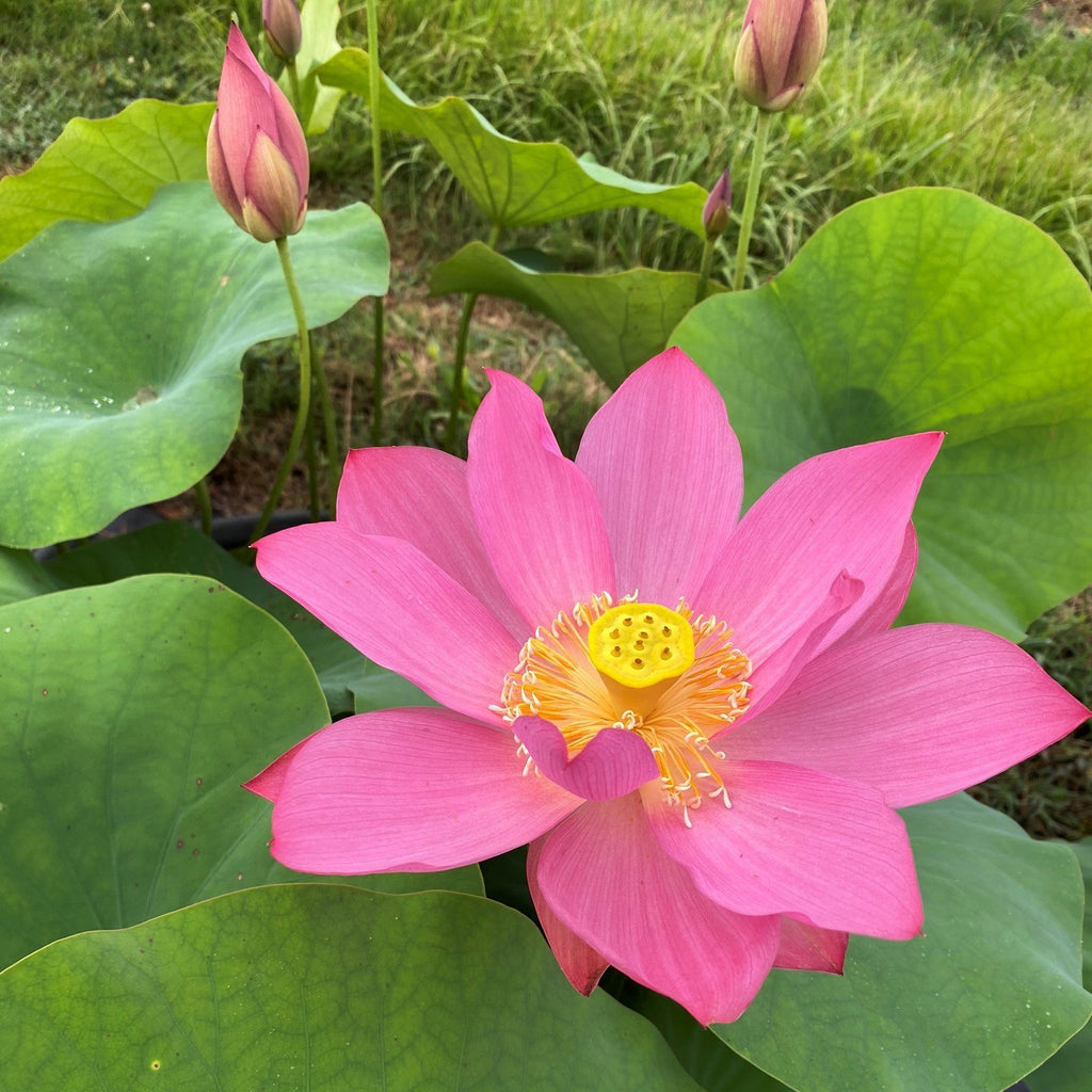 Sacred Lotus - Ten Mile Creek Nursery