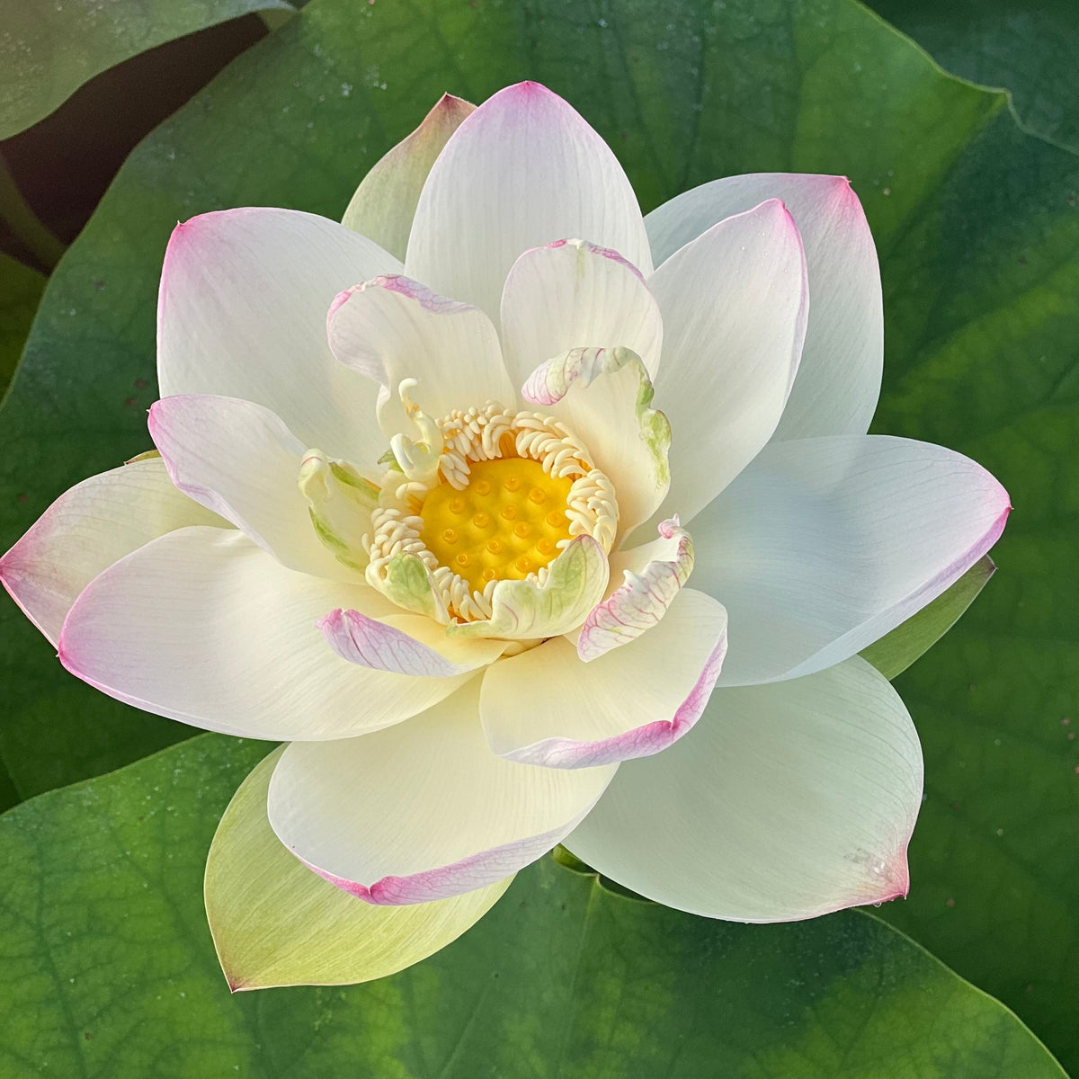 Sacred Lotus Beautiful Lotus Flower Collections Ten Mile Creek Nursery