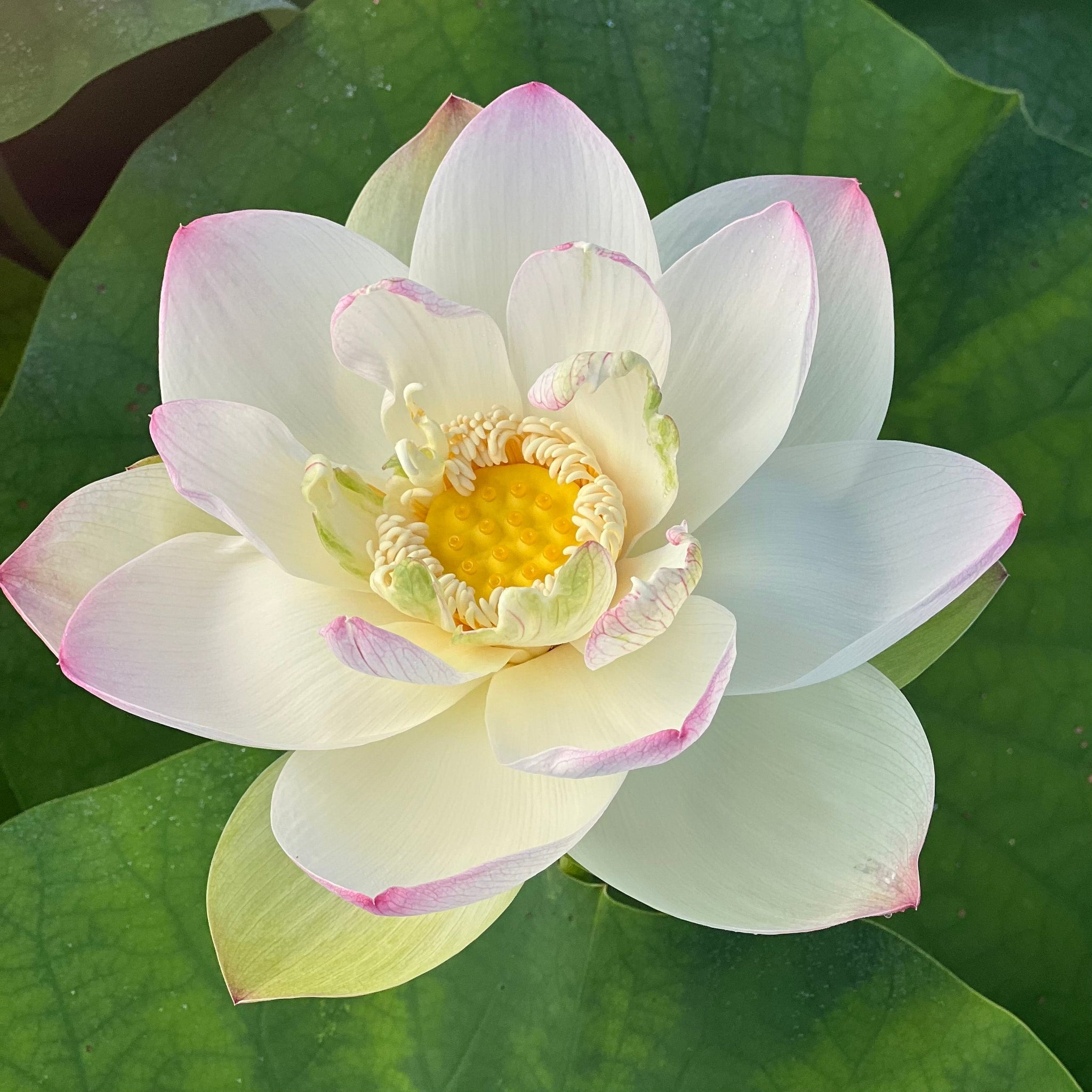 Sacred Lotus | Beautiful Lotus Flower Collections – Ten Mile Creek 