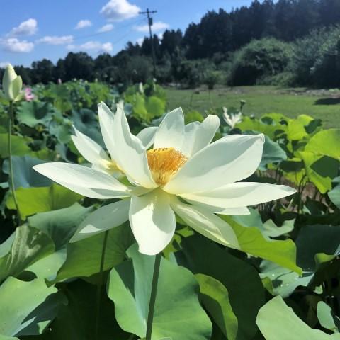 Shirokunshi Tulip Lotus - Ten Mile Creek Nursery