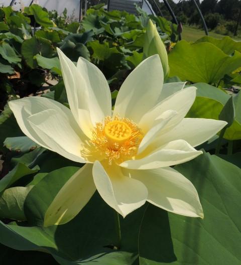 Shirokunshi Tulip Lotus - Ten Mile Creek Nursery