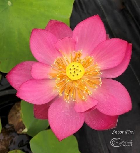 Shoot Fire | Beautiful Lotus Flower Collections – Ten Mile Creek Nursery