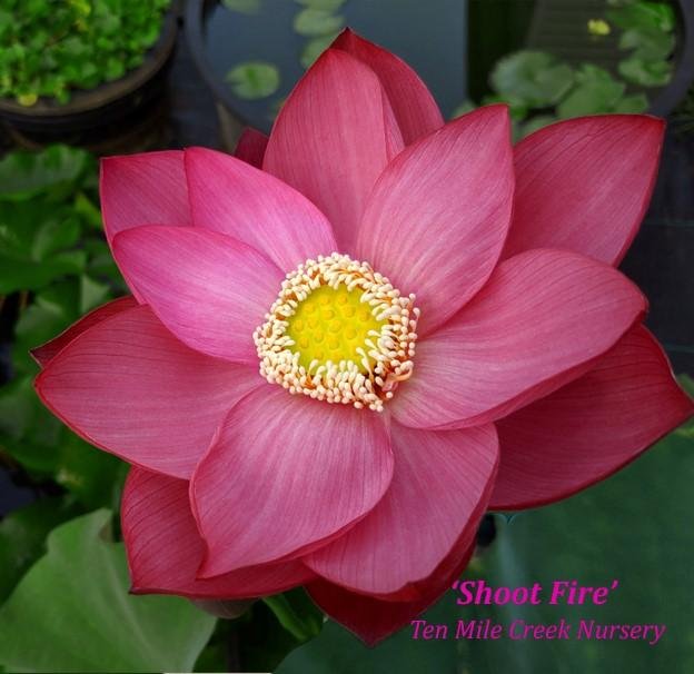 Shoot Fire | Beautiful Lotus Flower Collections – Ten Mile Creek Nursery