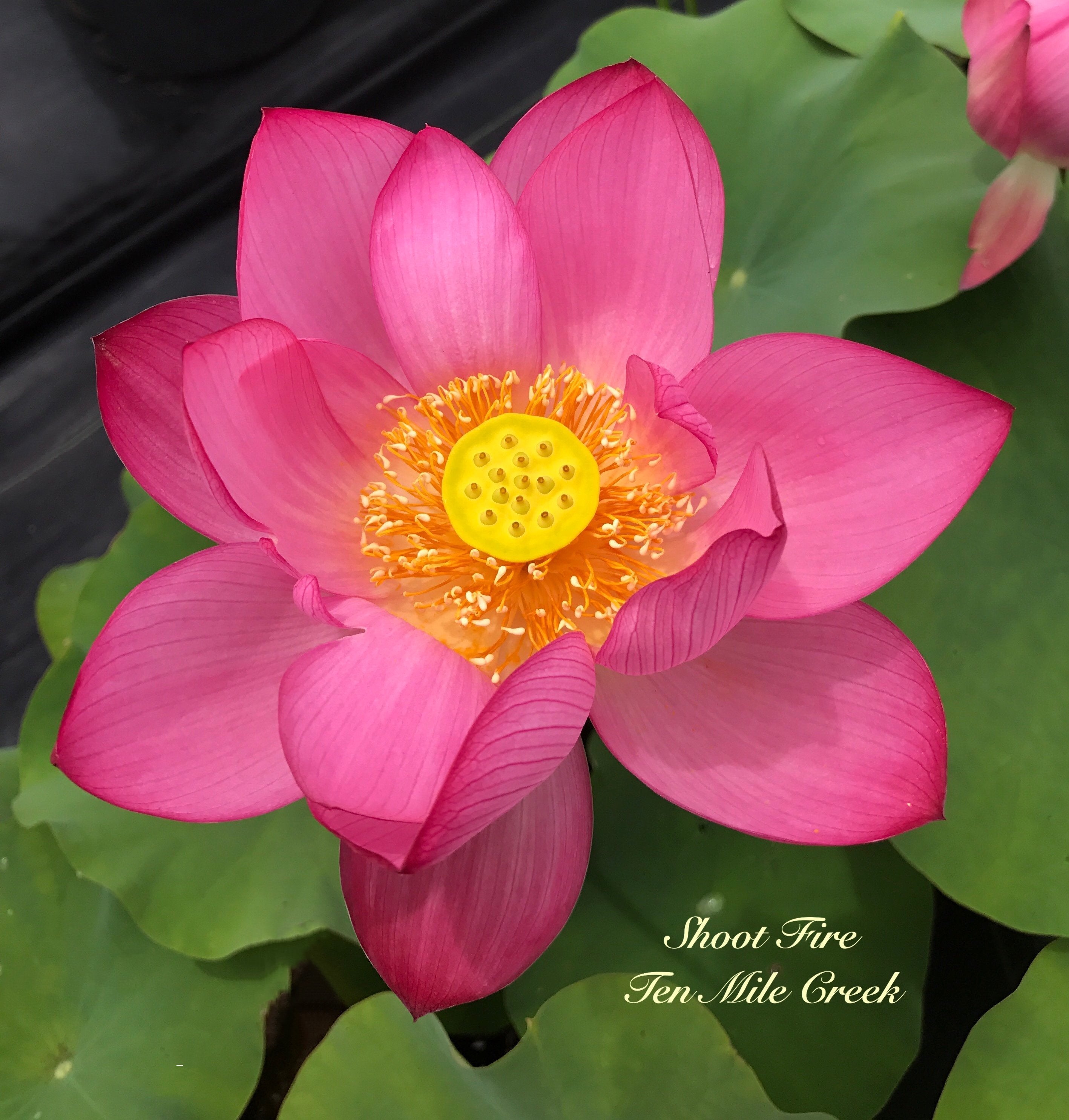 Shoot Fire | Beautiful Lotus Flower Collections – Ten Mile Creek Nursery