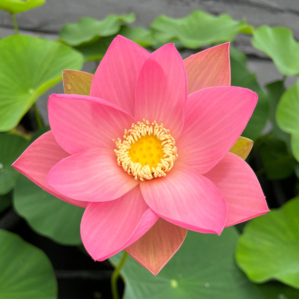 Sino-American Excellence - Glorious, HUGE flowers! - Ten Mile Creek Nursery