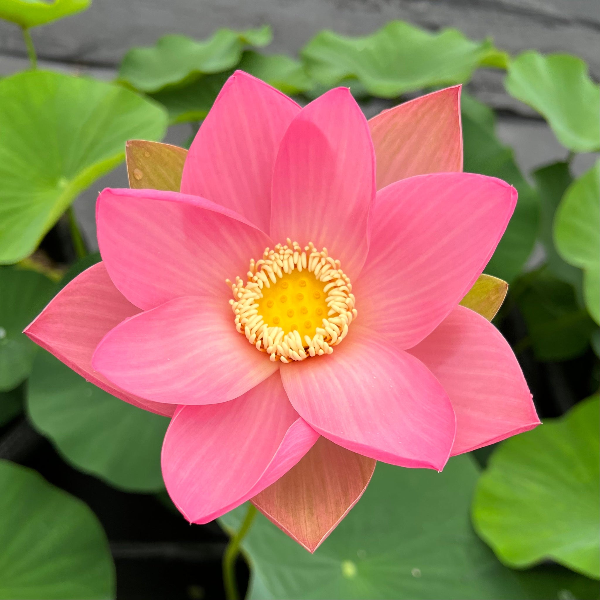 Sino-American Excellence - Glorious, HUGE flowers! Edible rhizomes
