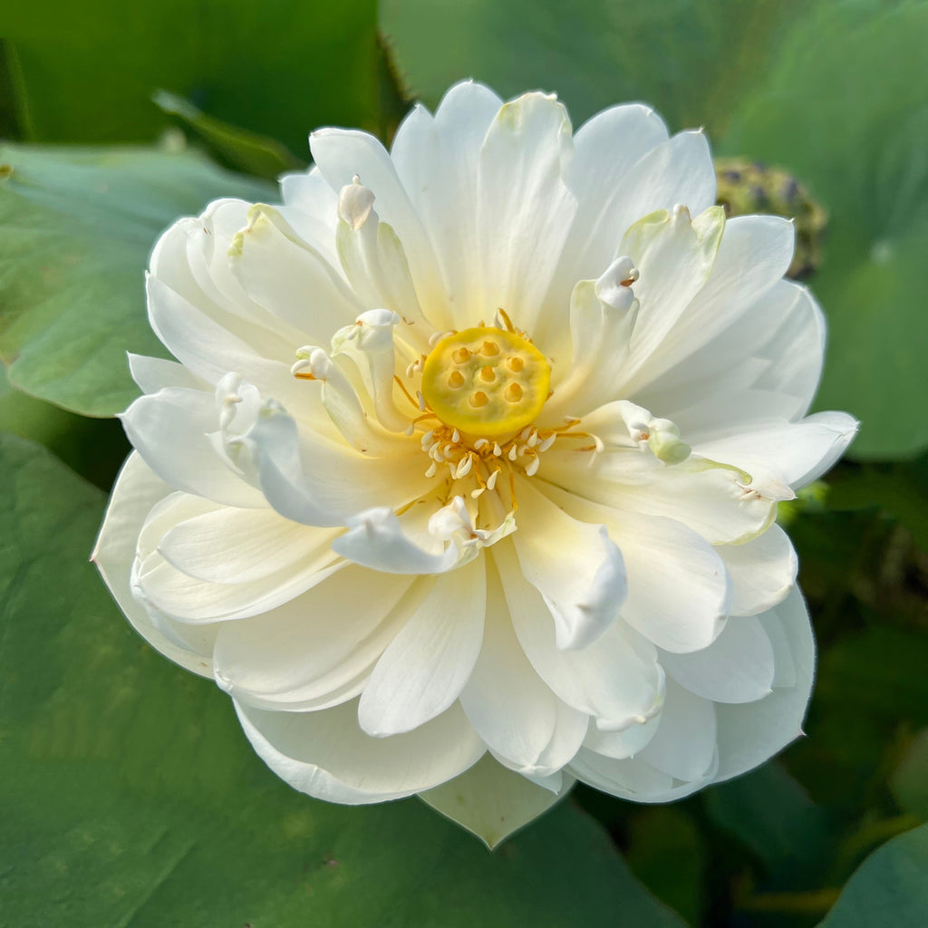Snow White - Big pure white flowers! - Ten Mile Creek Nursery