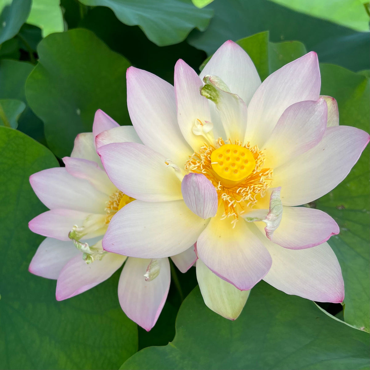 Space Lotus 36 | Beautiful Lotus Flower Collections – Ten Mile Creek ...