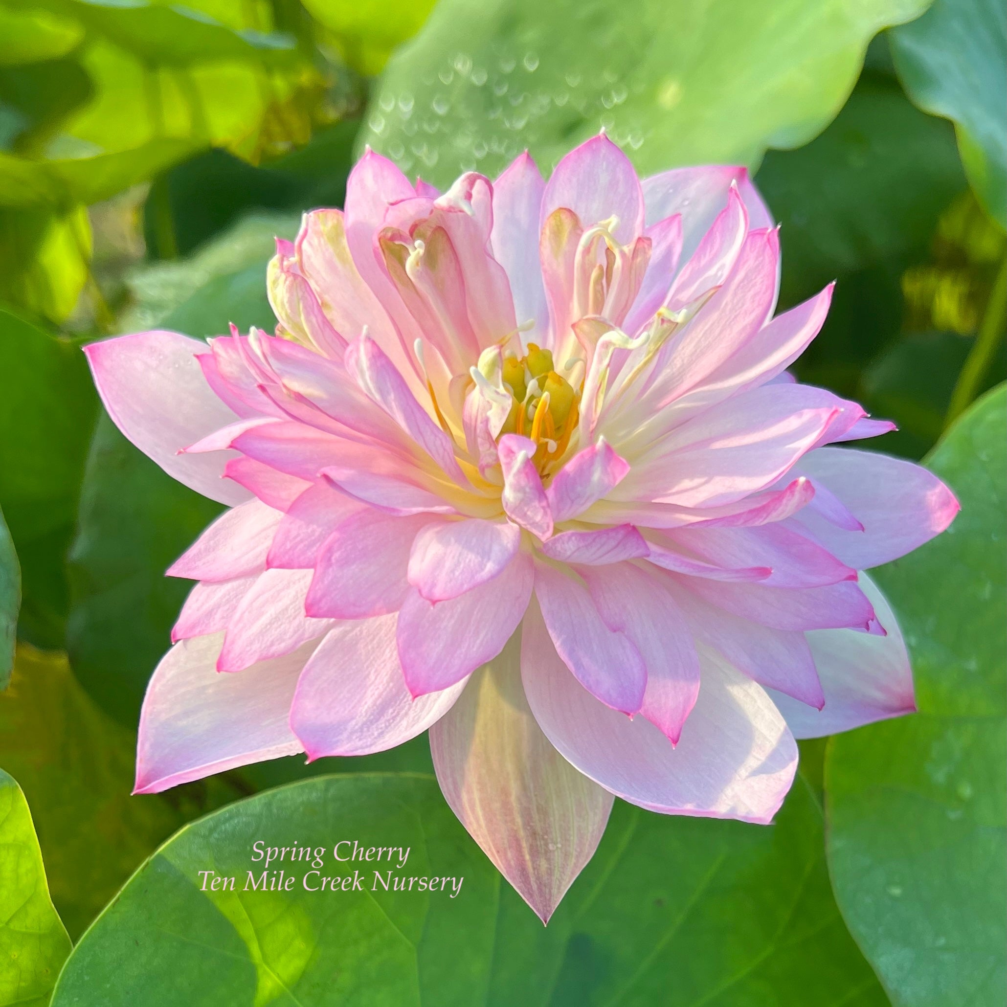 Spring Cherry Perth Spring Cherry Mini Lotus- Lot of Blooms! – Ten Mile Creek Nursery