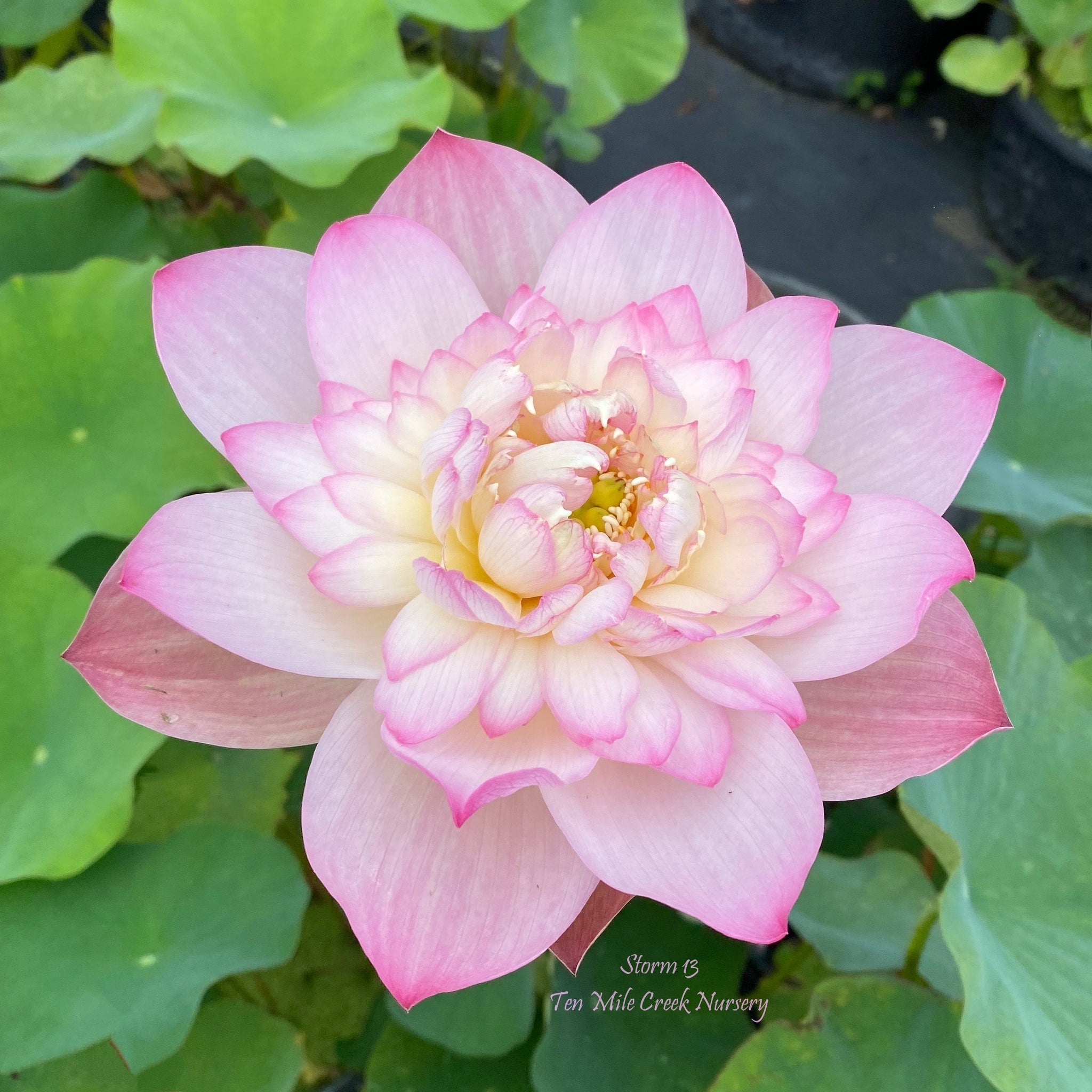 Storm 13 | Beautiful Lotus Flower Collections – Ten Mile Creek Nursery