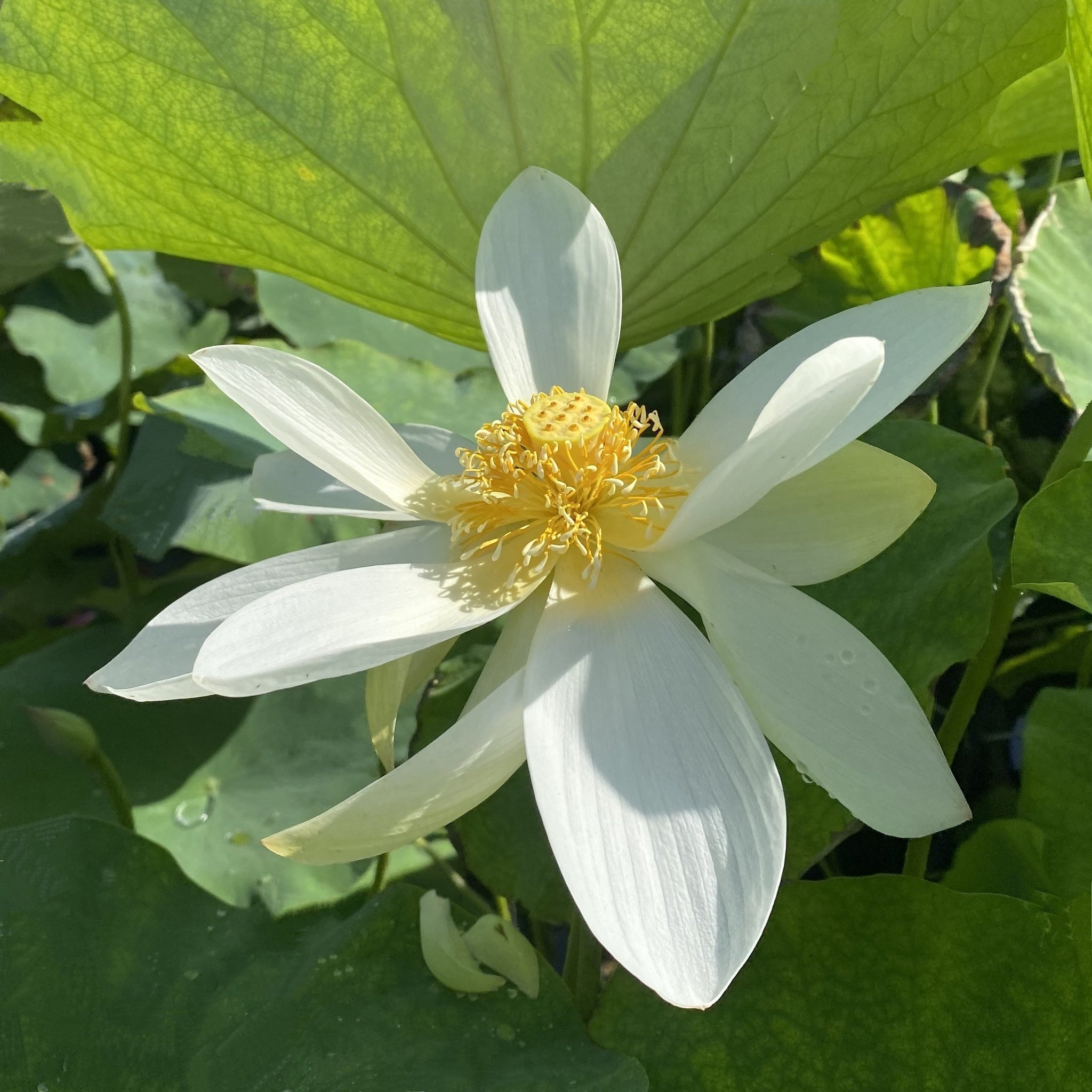 Sun on Snow | Beautiful Lotus Flower Collections – Ten Mile Creek
