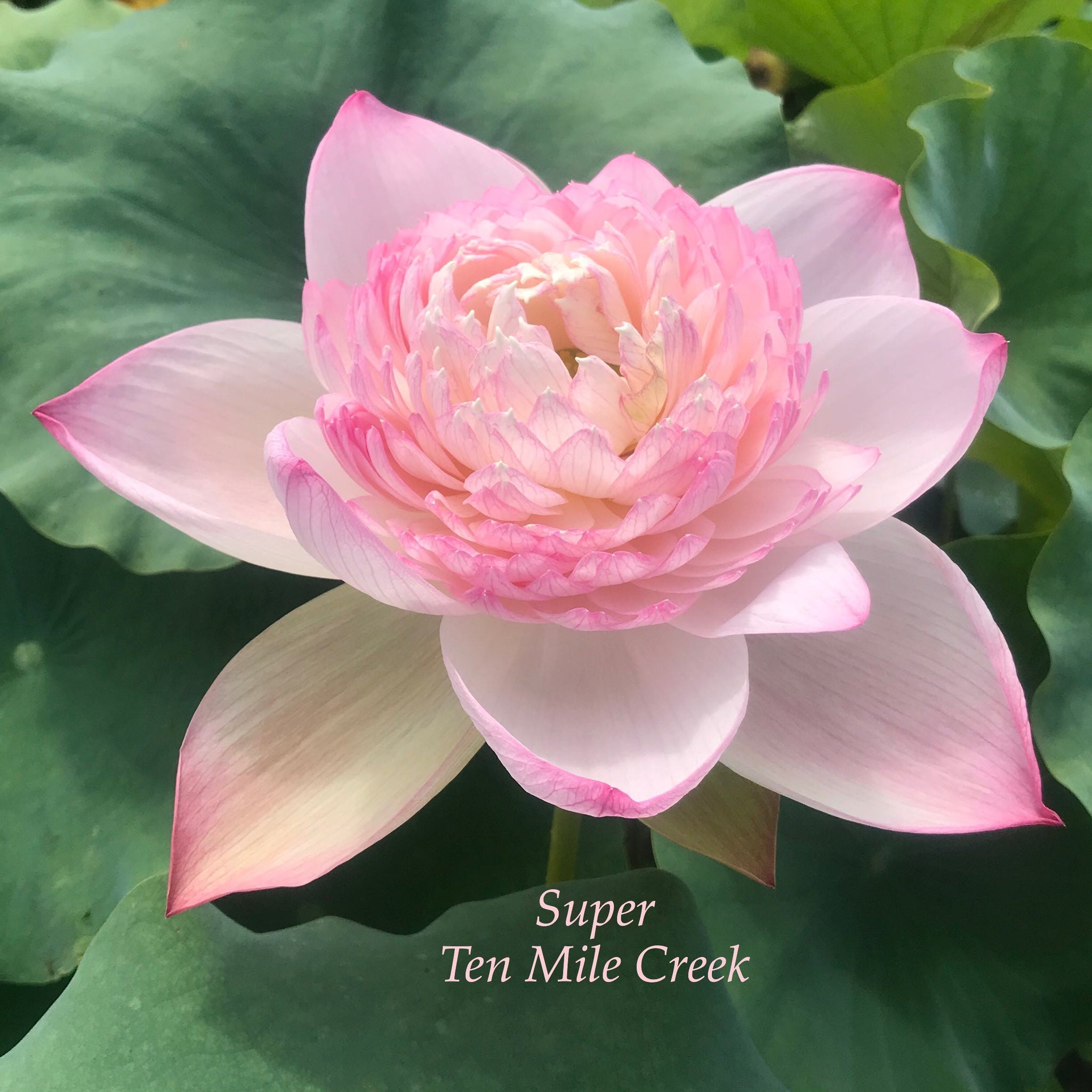 Super | Beautiful Lotus Flower Collections – Ten Mile Creek Nursery